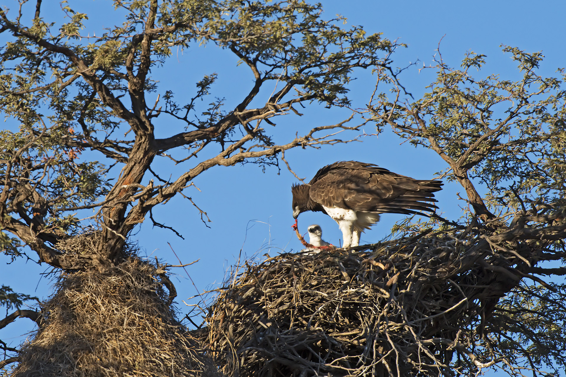 Pappa per un piccolo di Martial Eagle