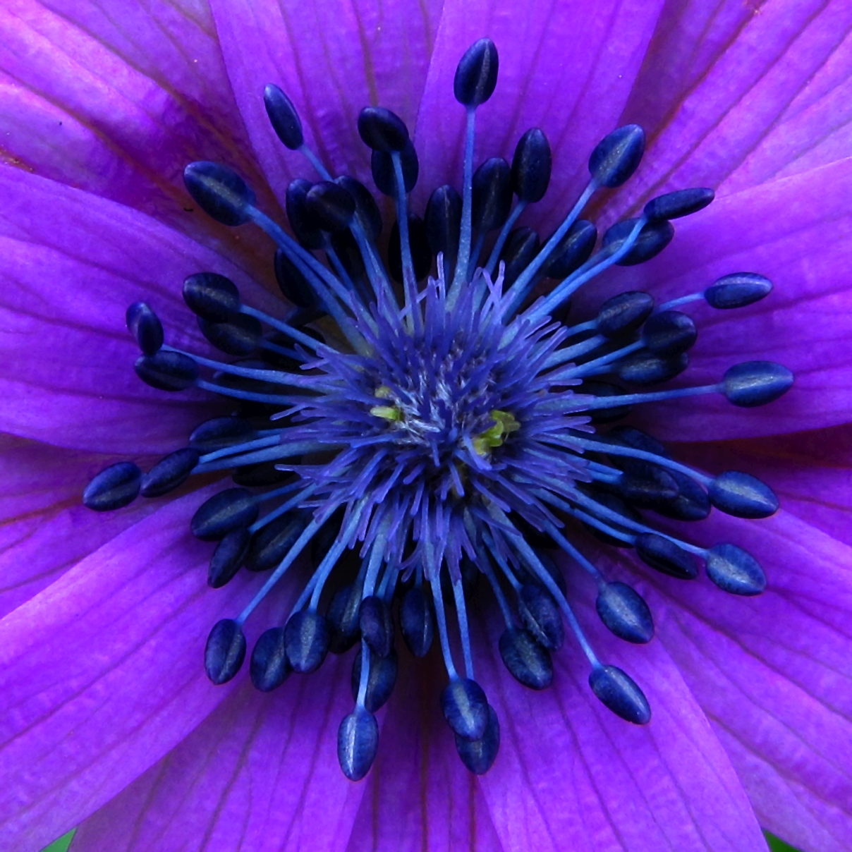 In the heart dell'anemone