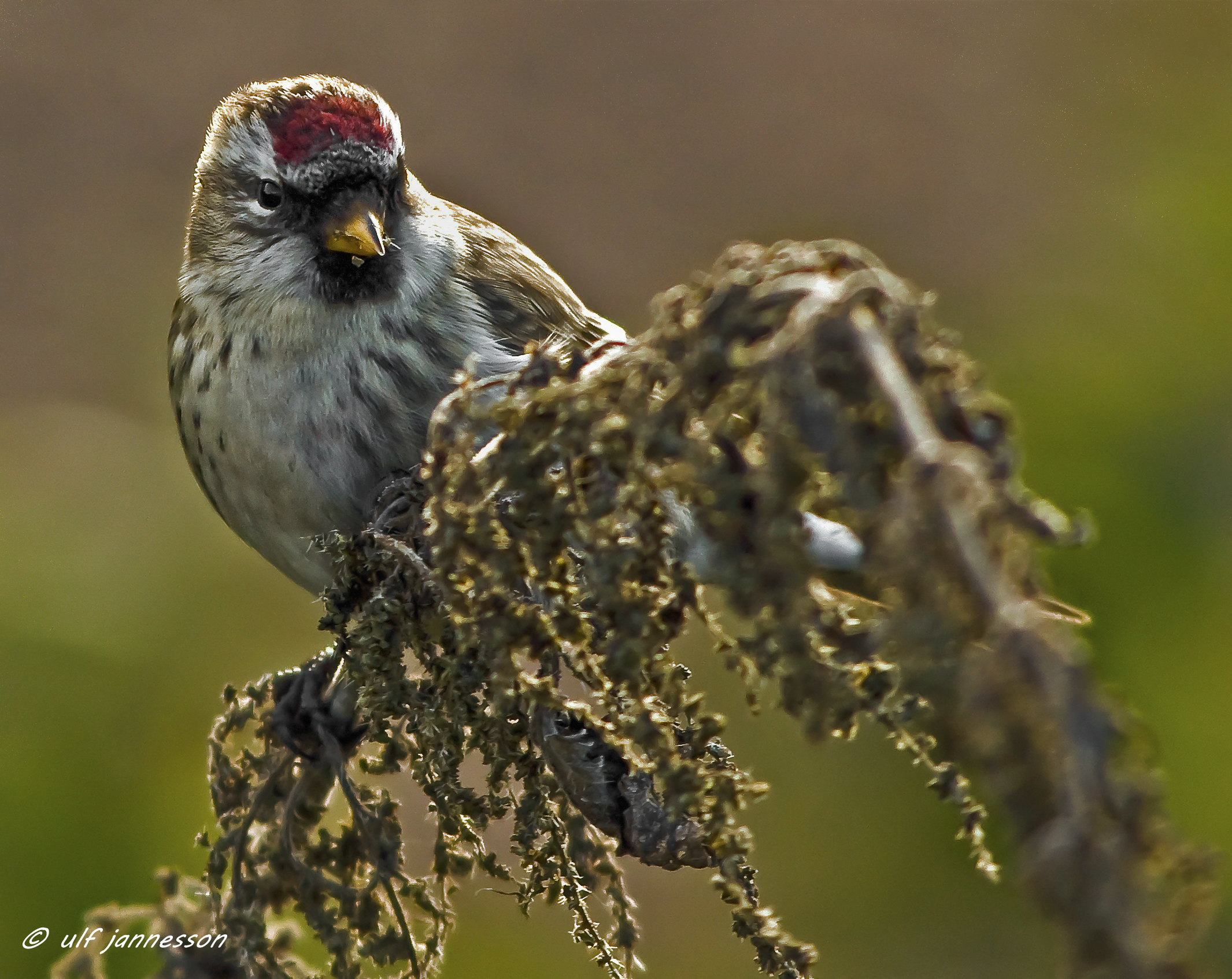 Redpoll. I'm so cute