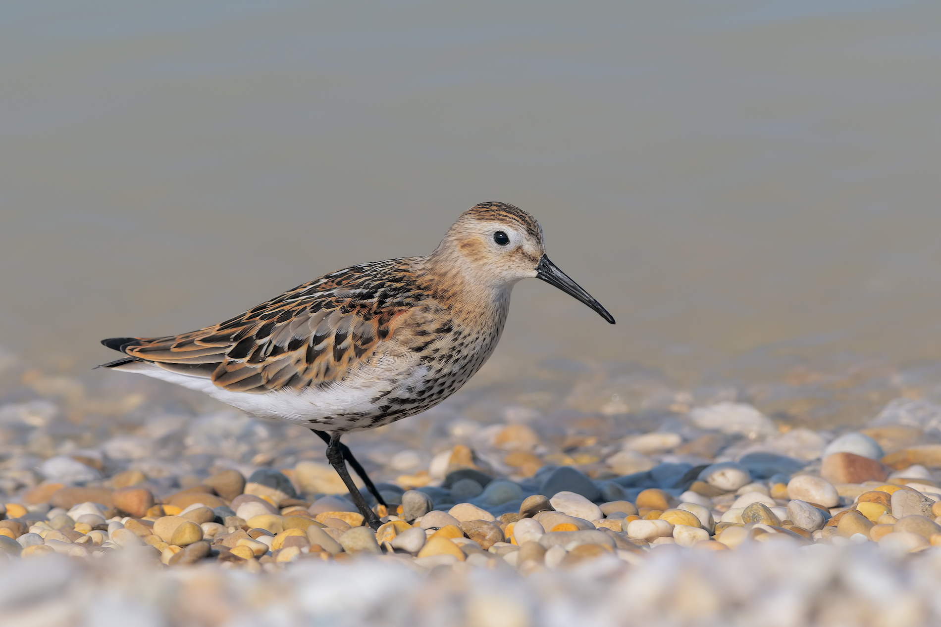 Piovanello pancianera (Calidris alpina)