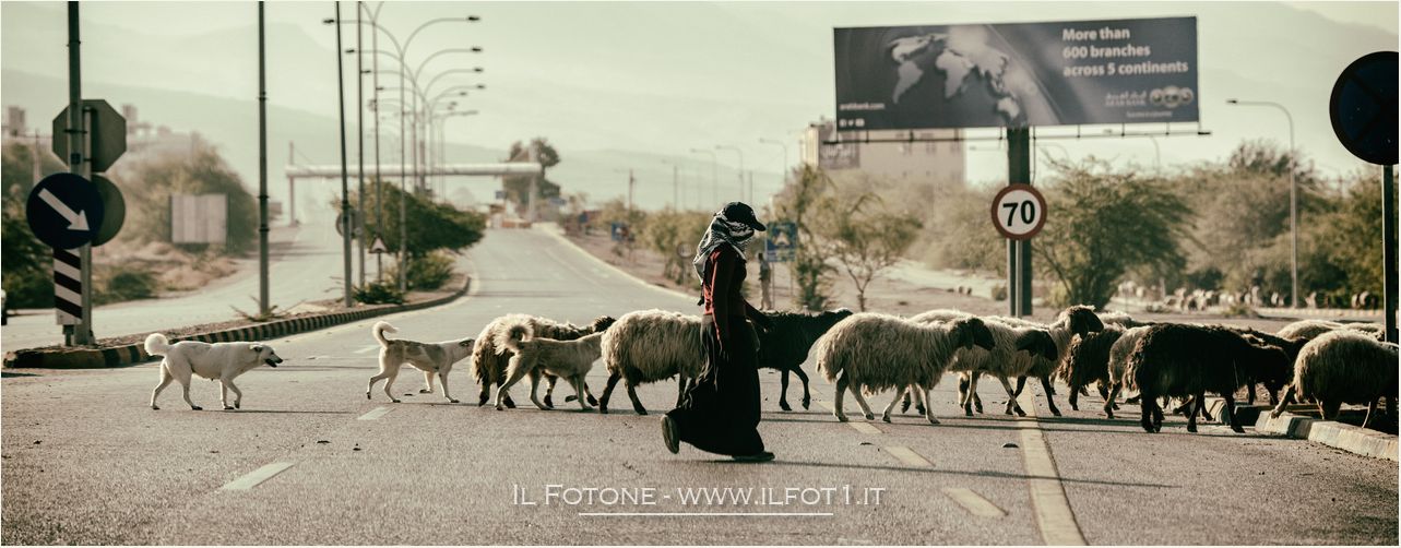 shepherd in Jordan