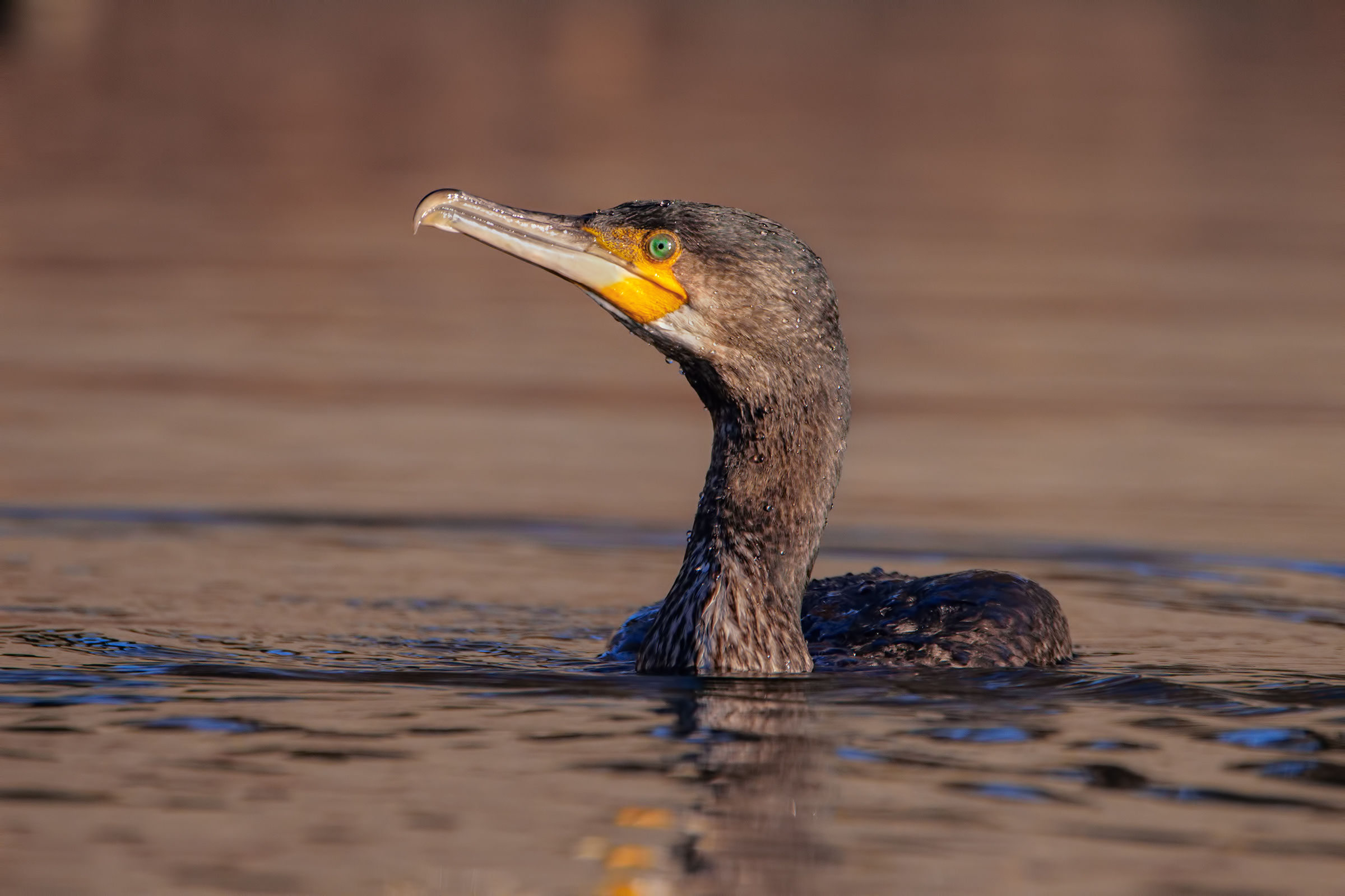 Cormorant