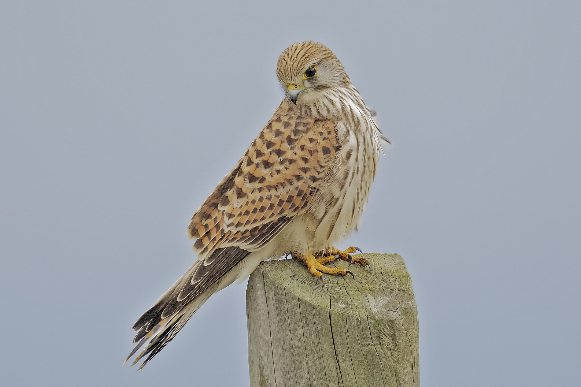 Kestrel