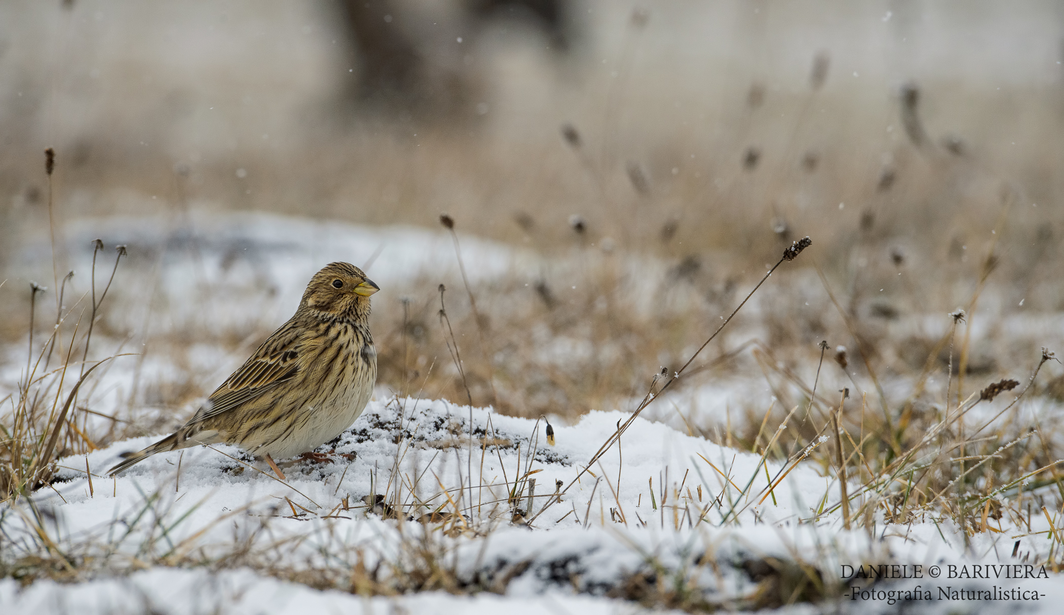 Strillozzo sotto la neve