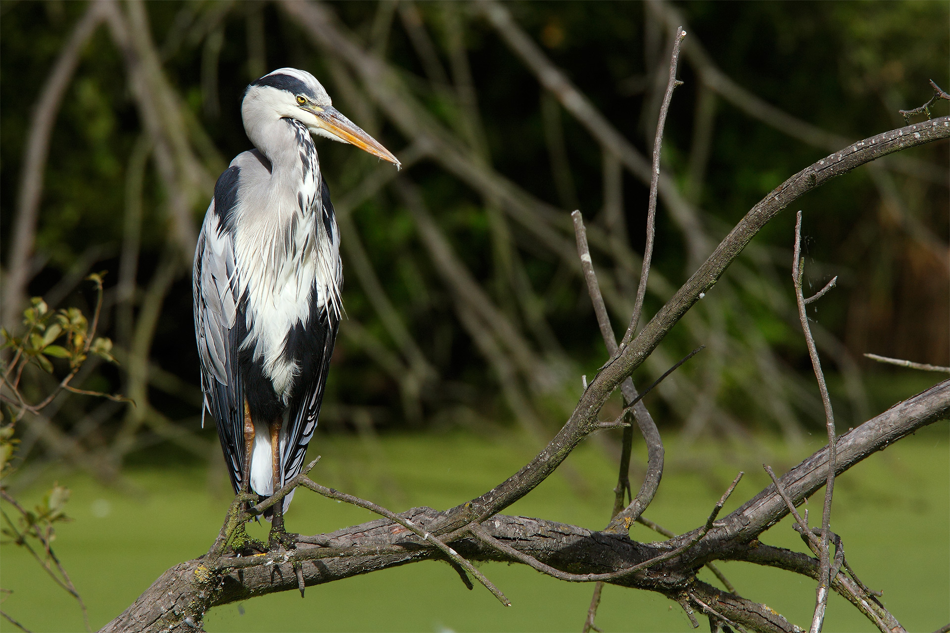 Heron