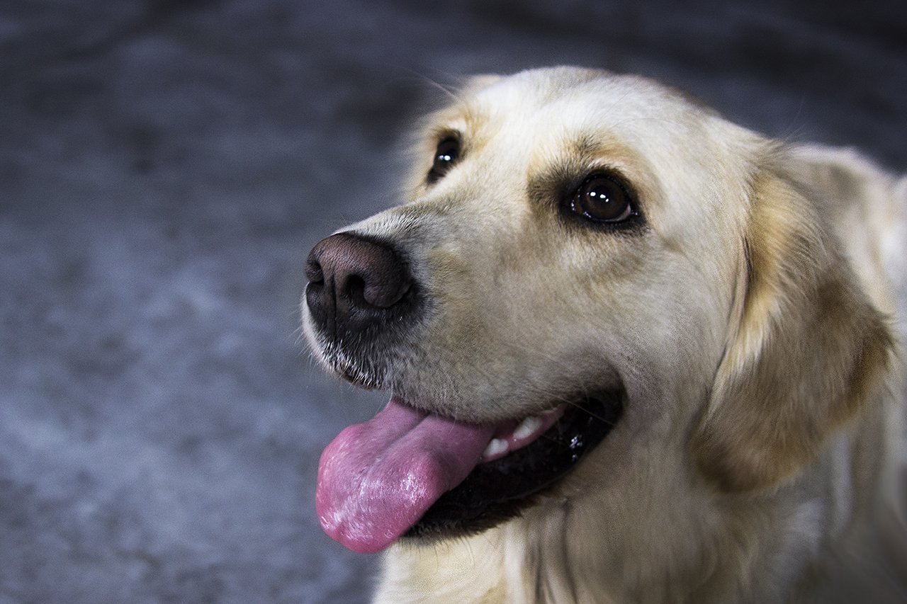 un docile e fedele sguardo