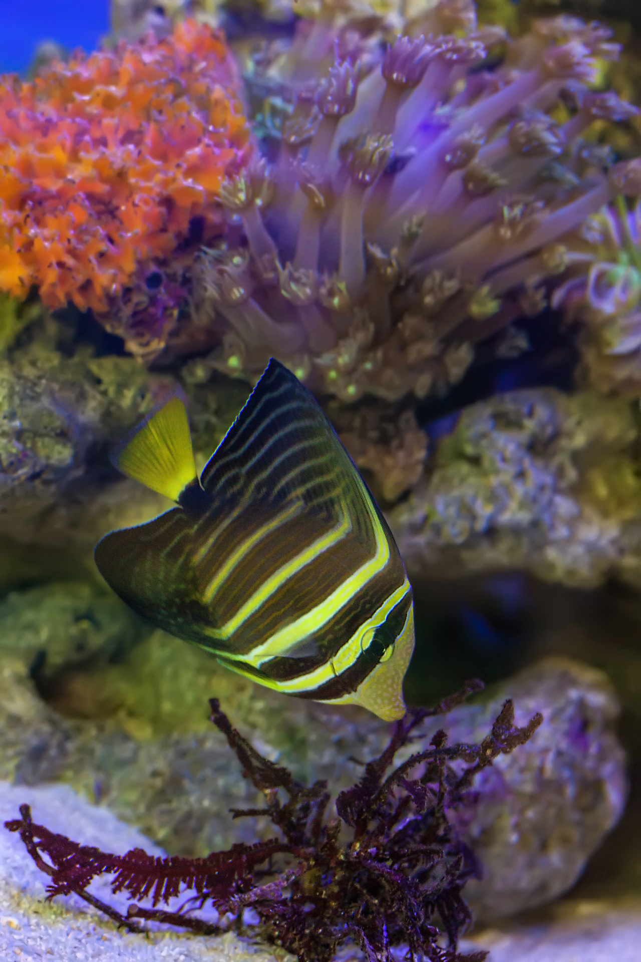 Sailfin Tang Fish