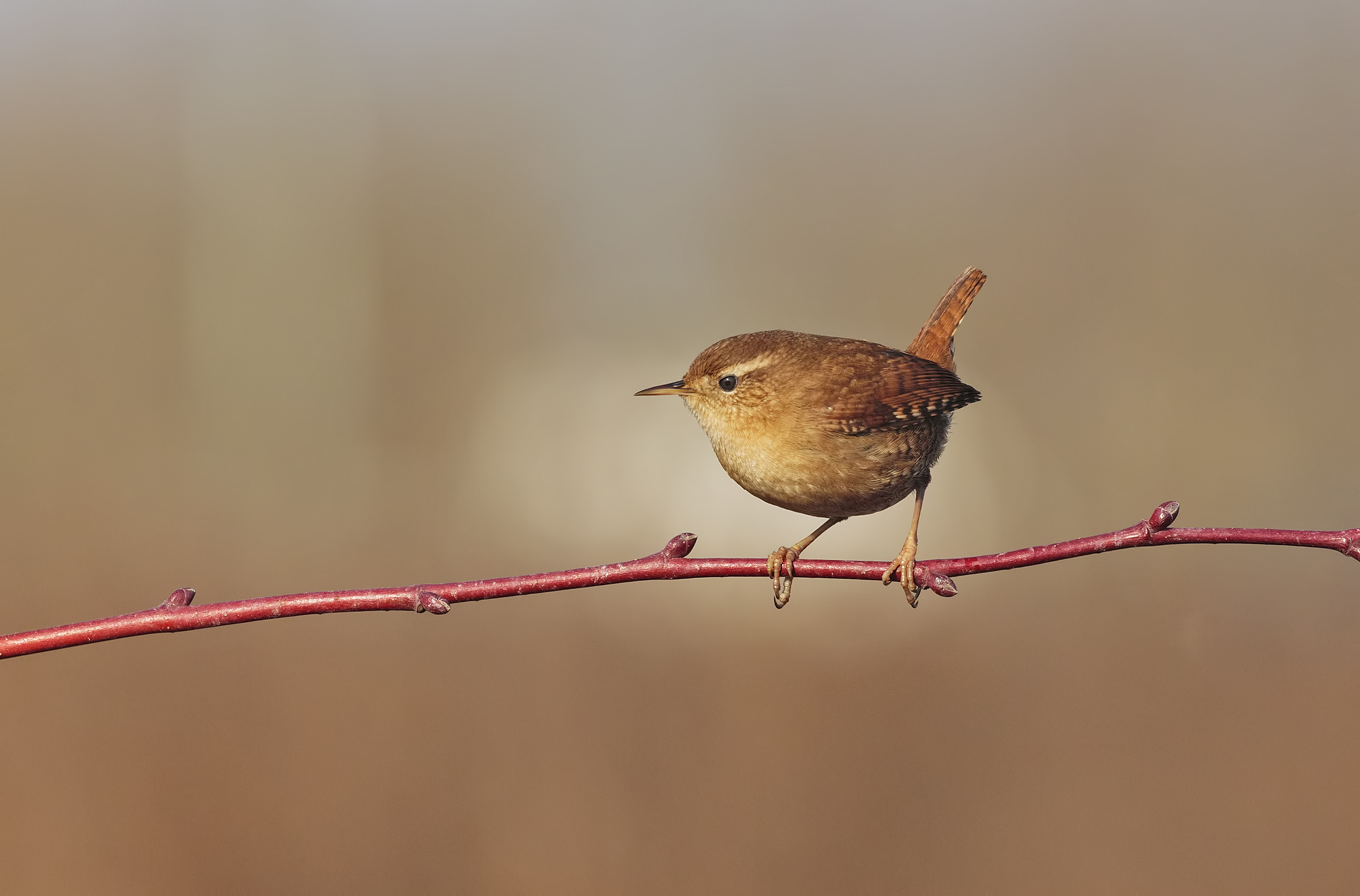 Wren