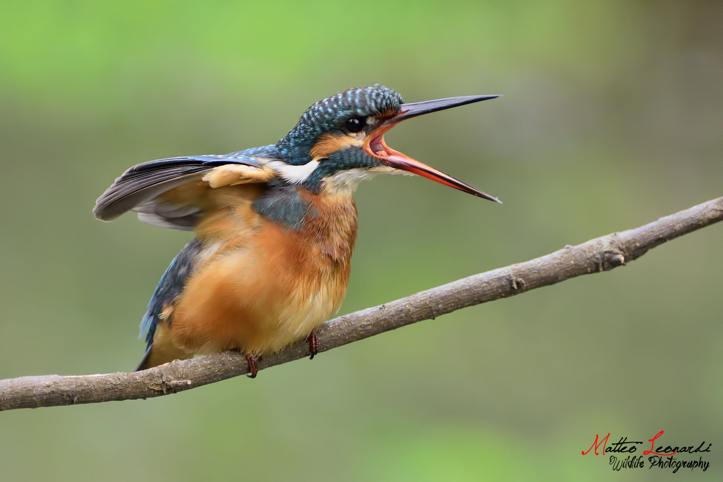 Martin Pescatore affamato