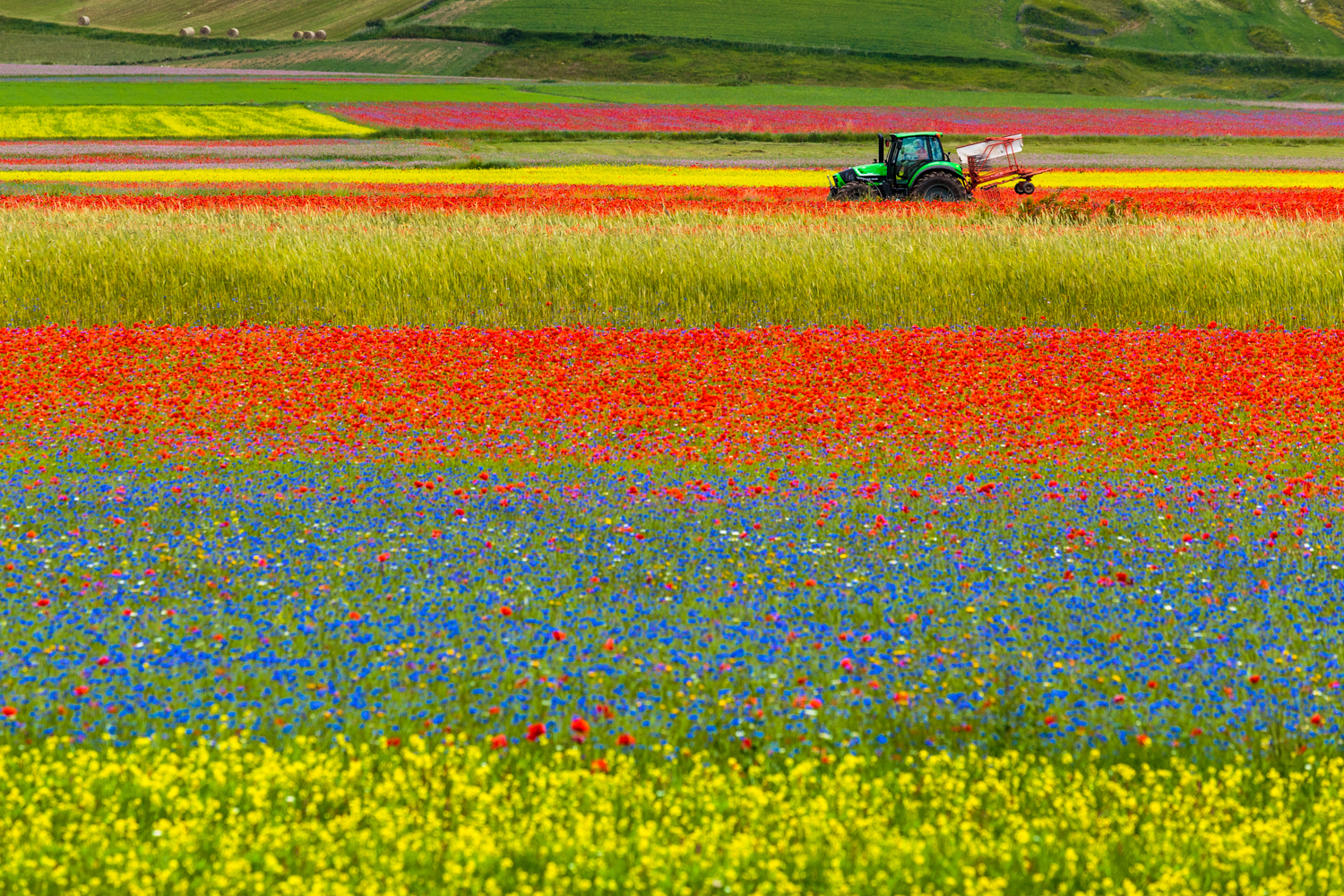 Coltivazioni a Castelluccio