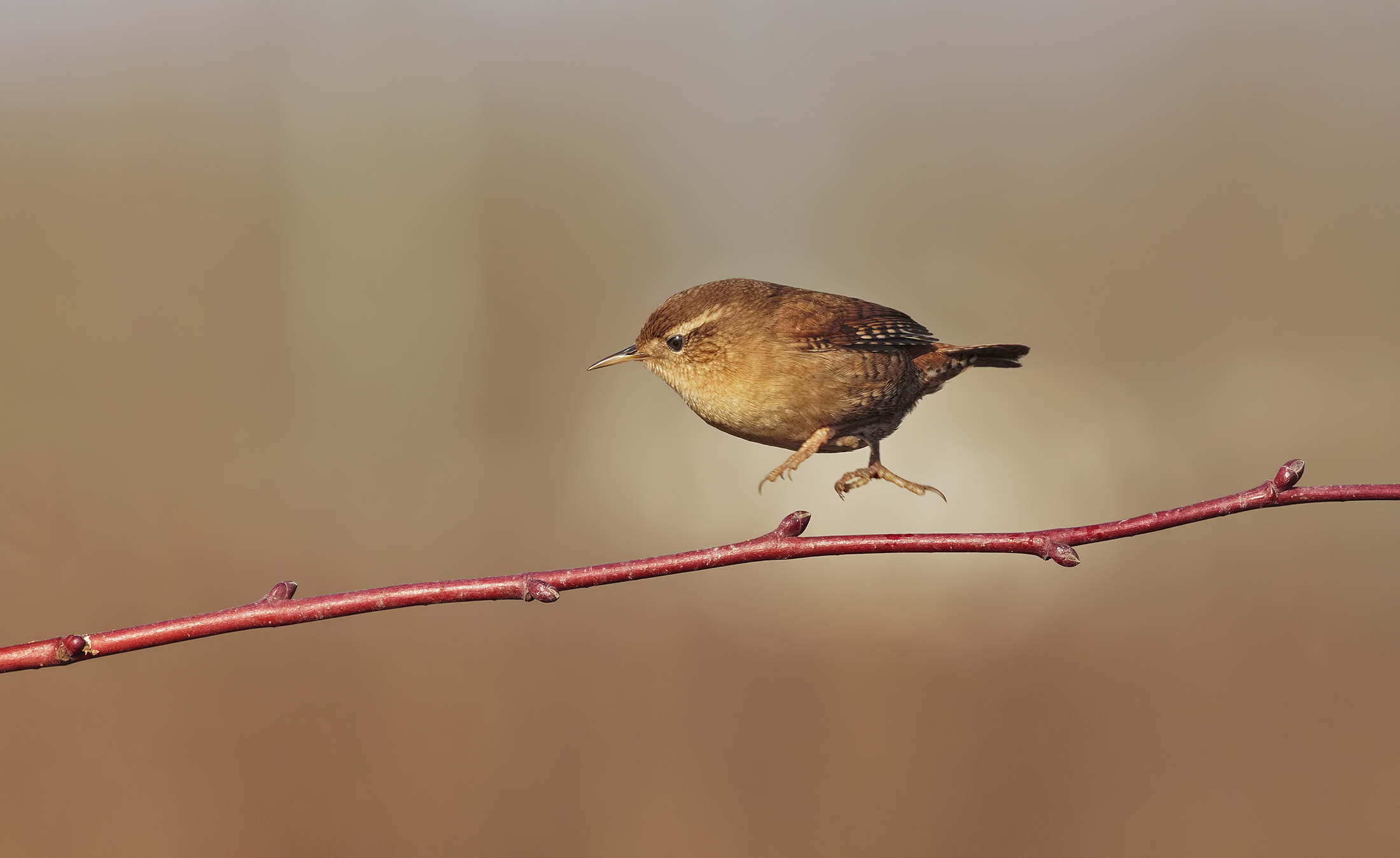 Wren