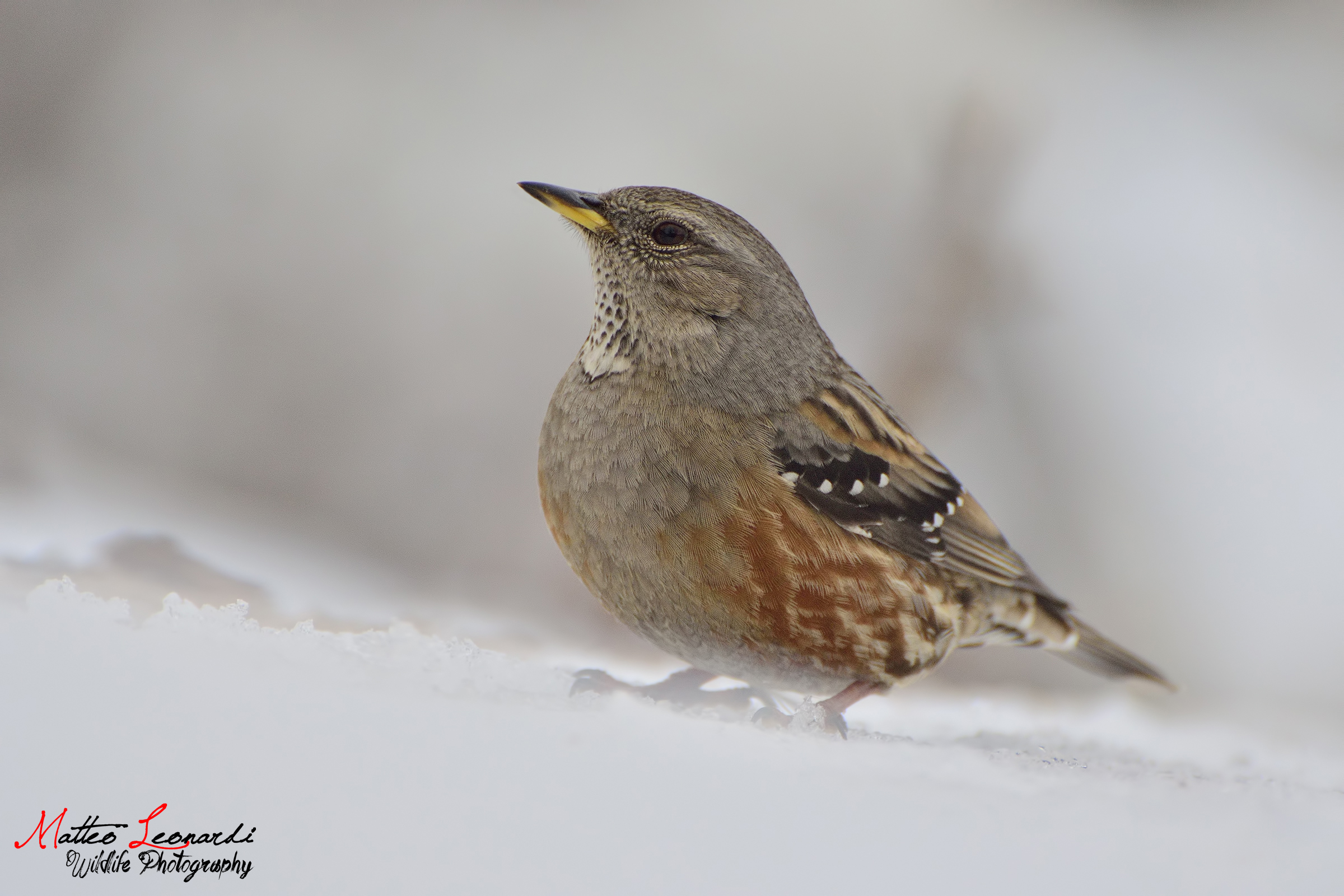 Sordone su neve - Alpi Apuane