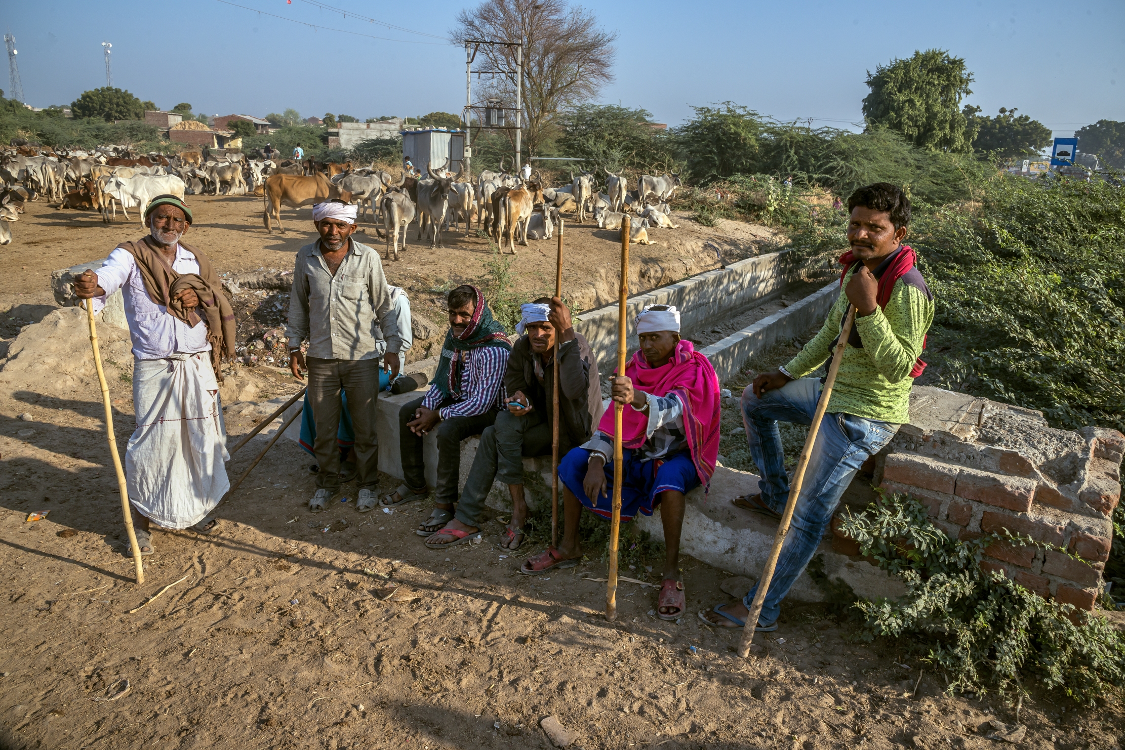 Gujarat 2015 - Pastori nomadi