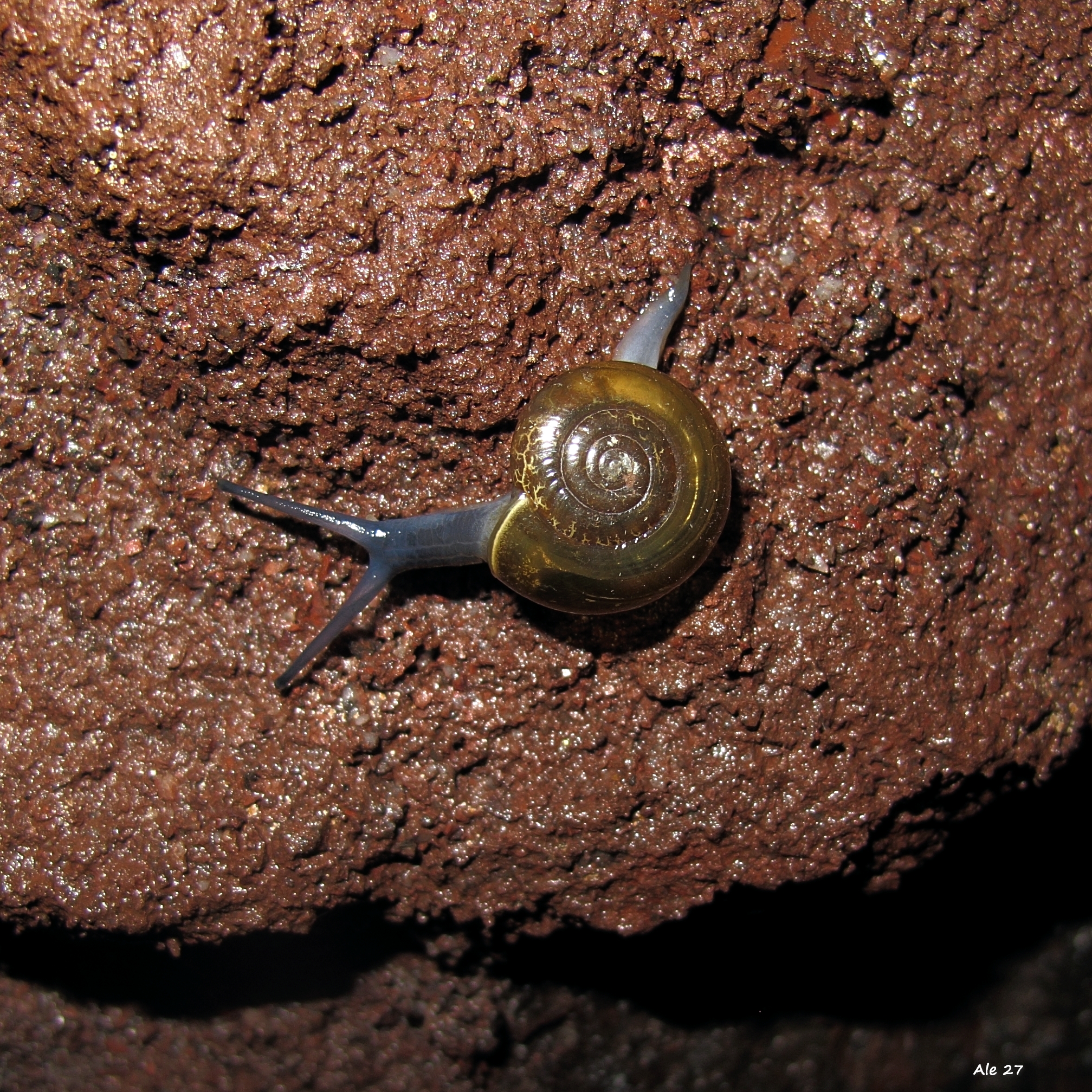 ... Tiny ... golden ... carnivorous!