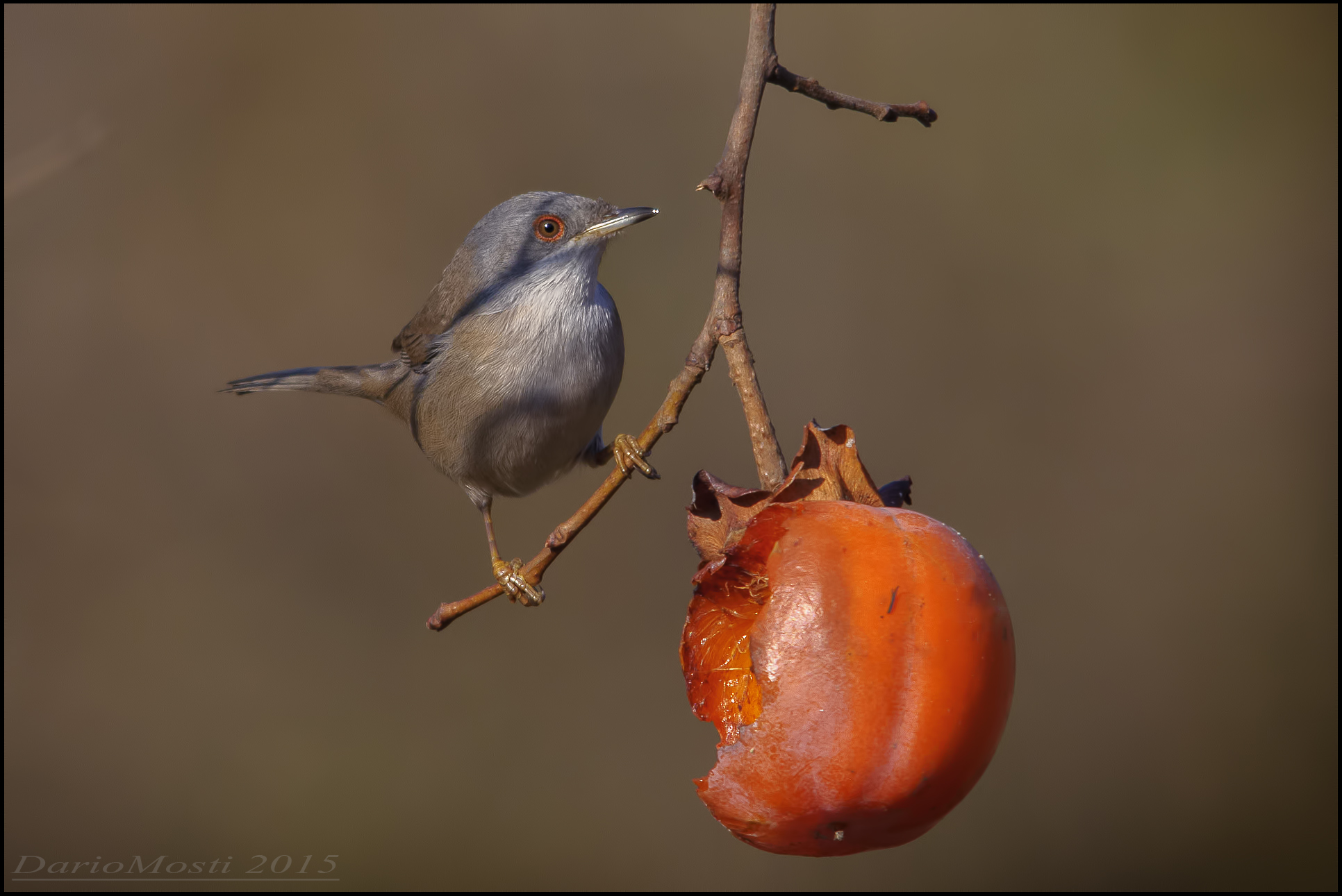 Occhiocotta Mascharata