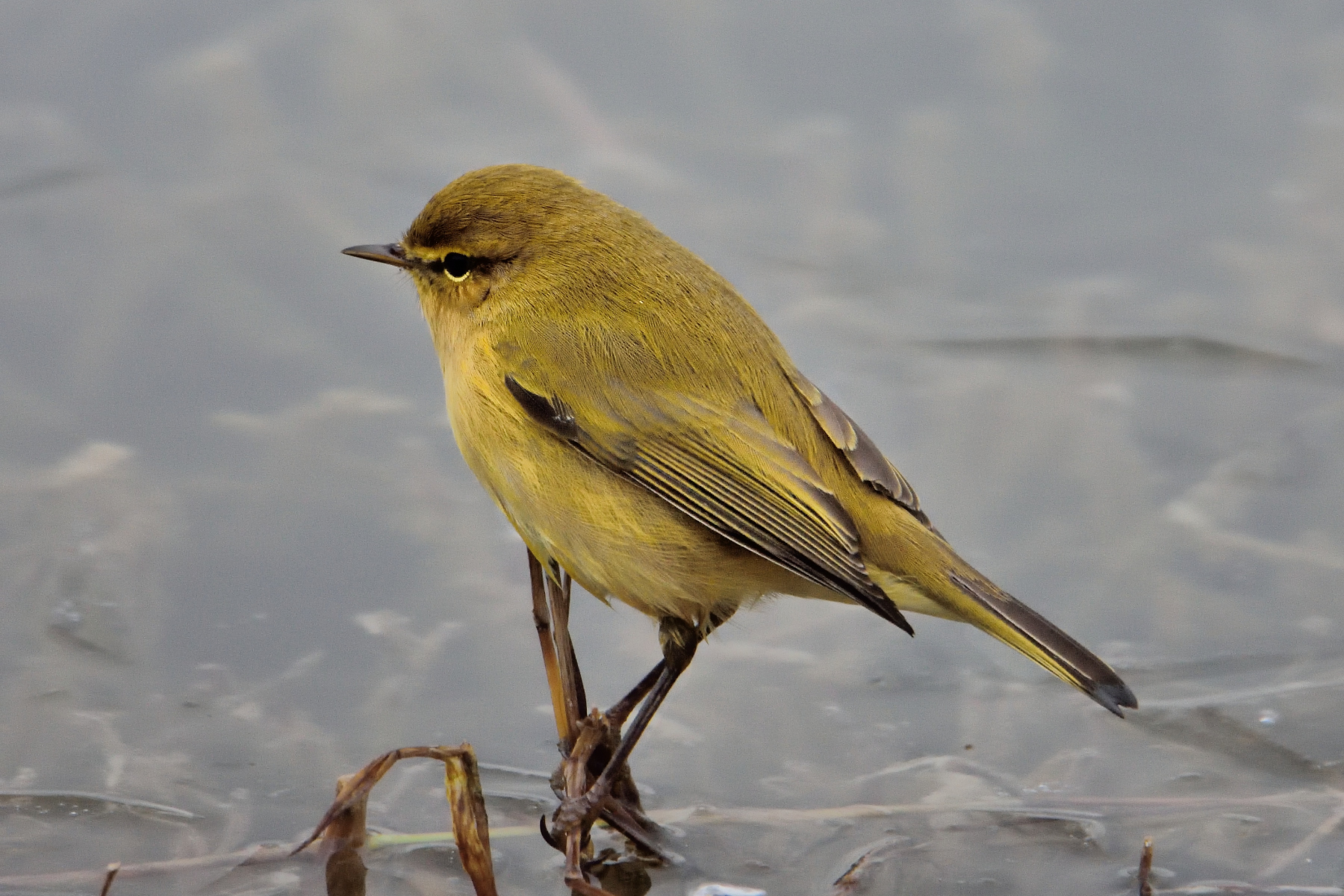 He small (Phylloscopus collybita) on frozen lake