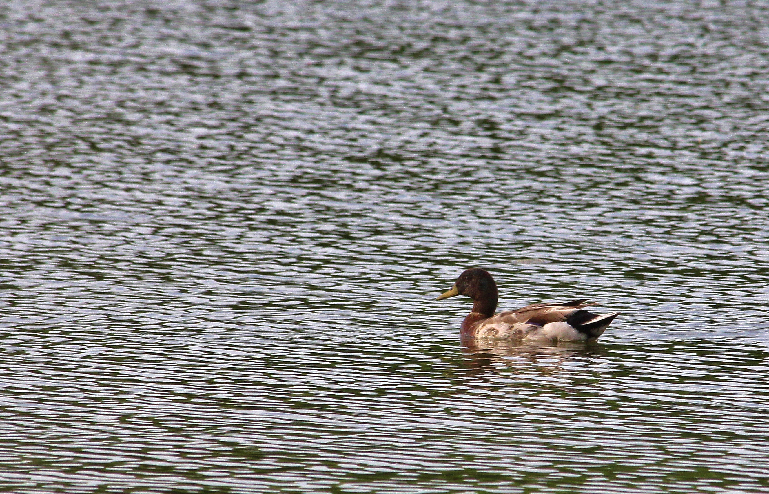 Passeggiando al Lago....