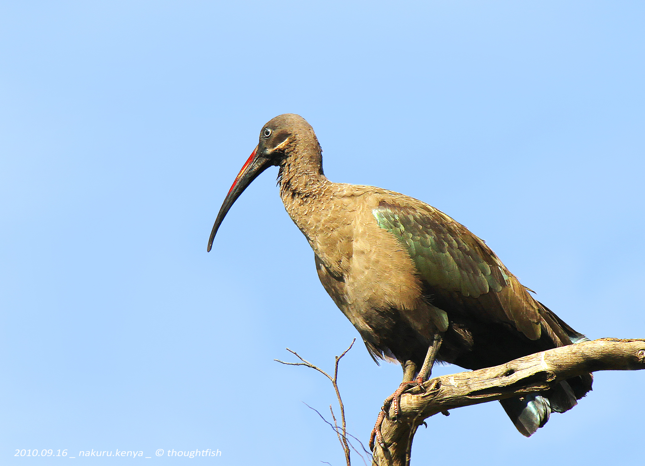 Hadeda Ibis