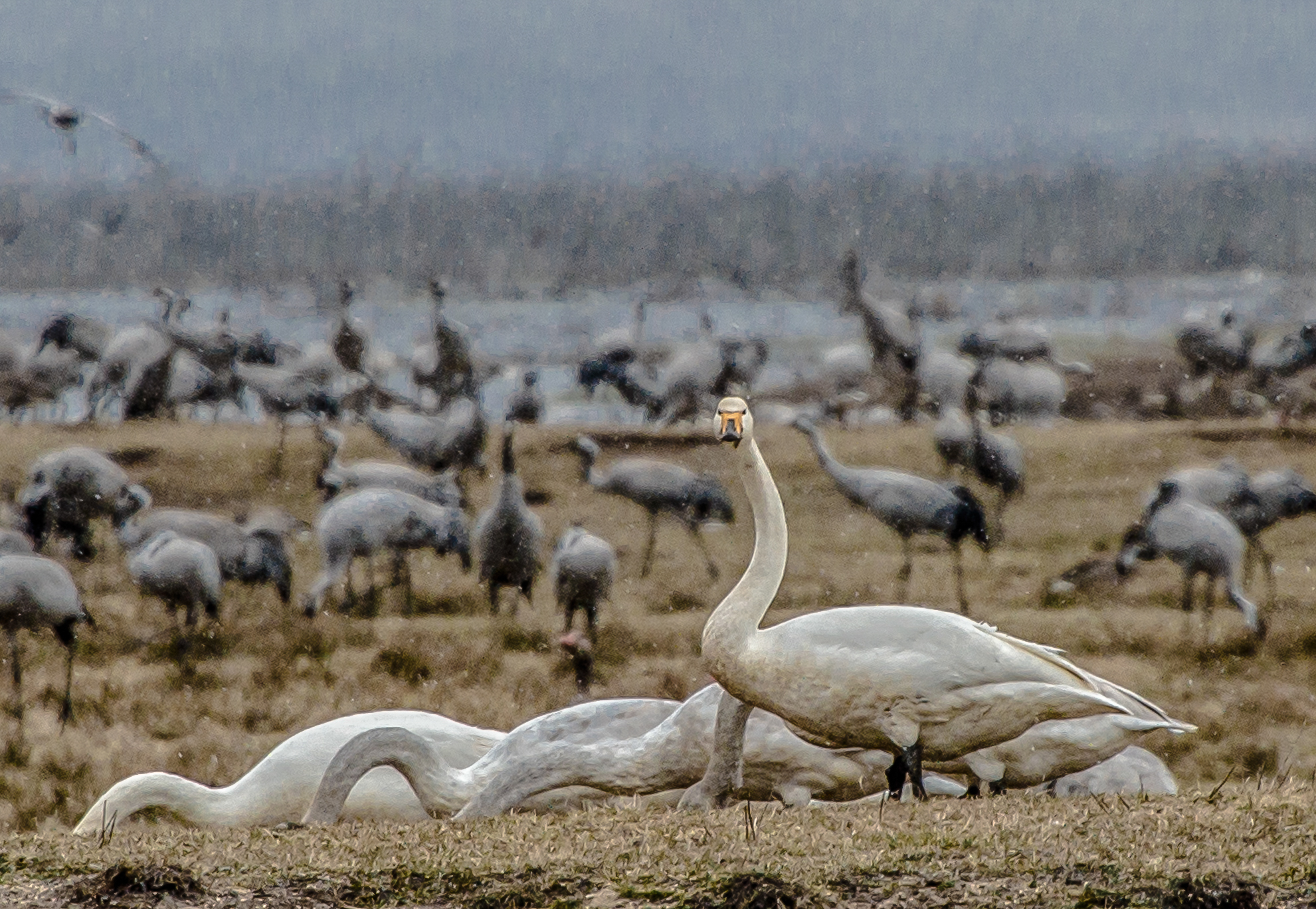 anche i cigni selvatici  del nord