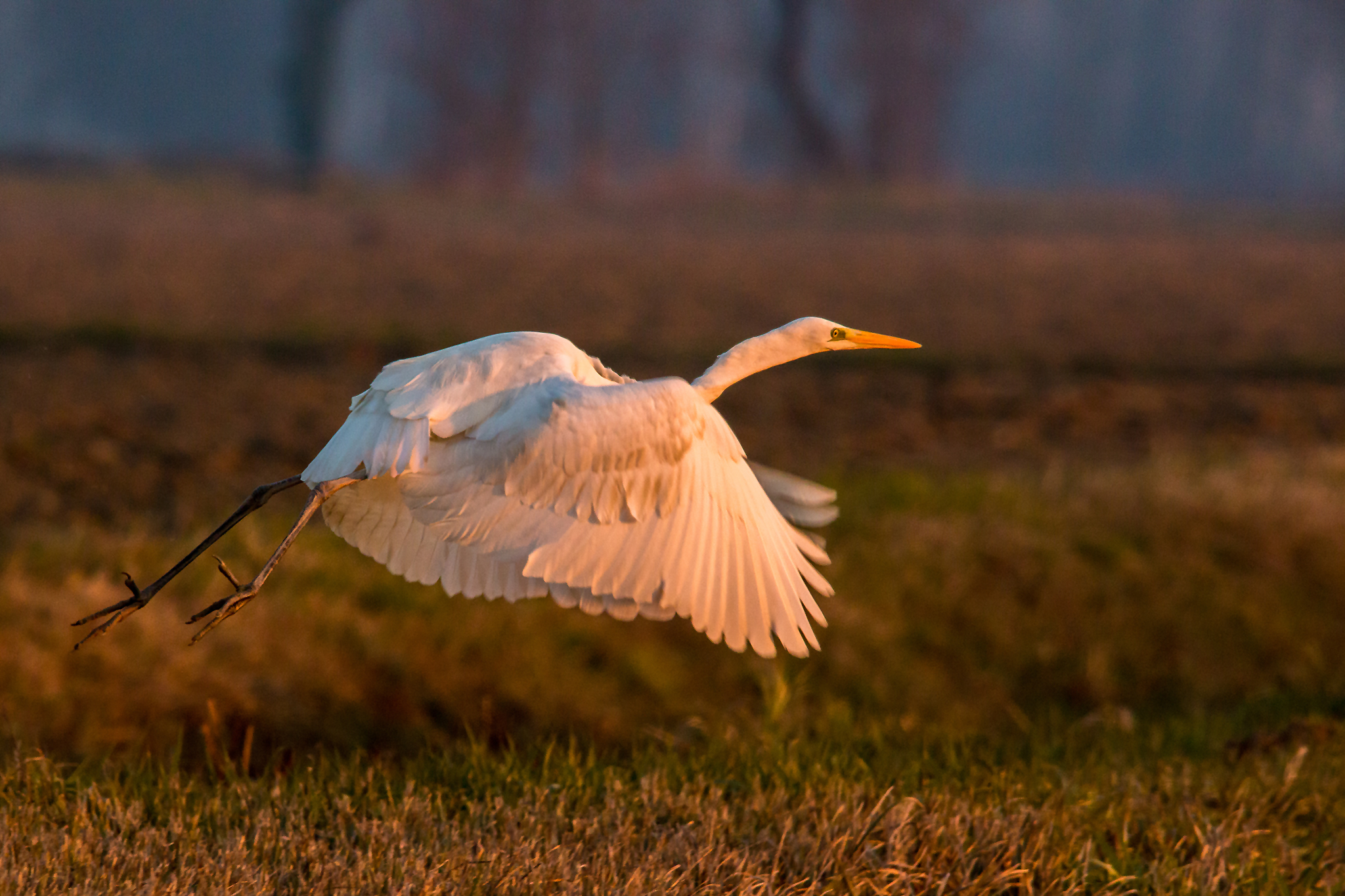 Airone Bianco Maggiore