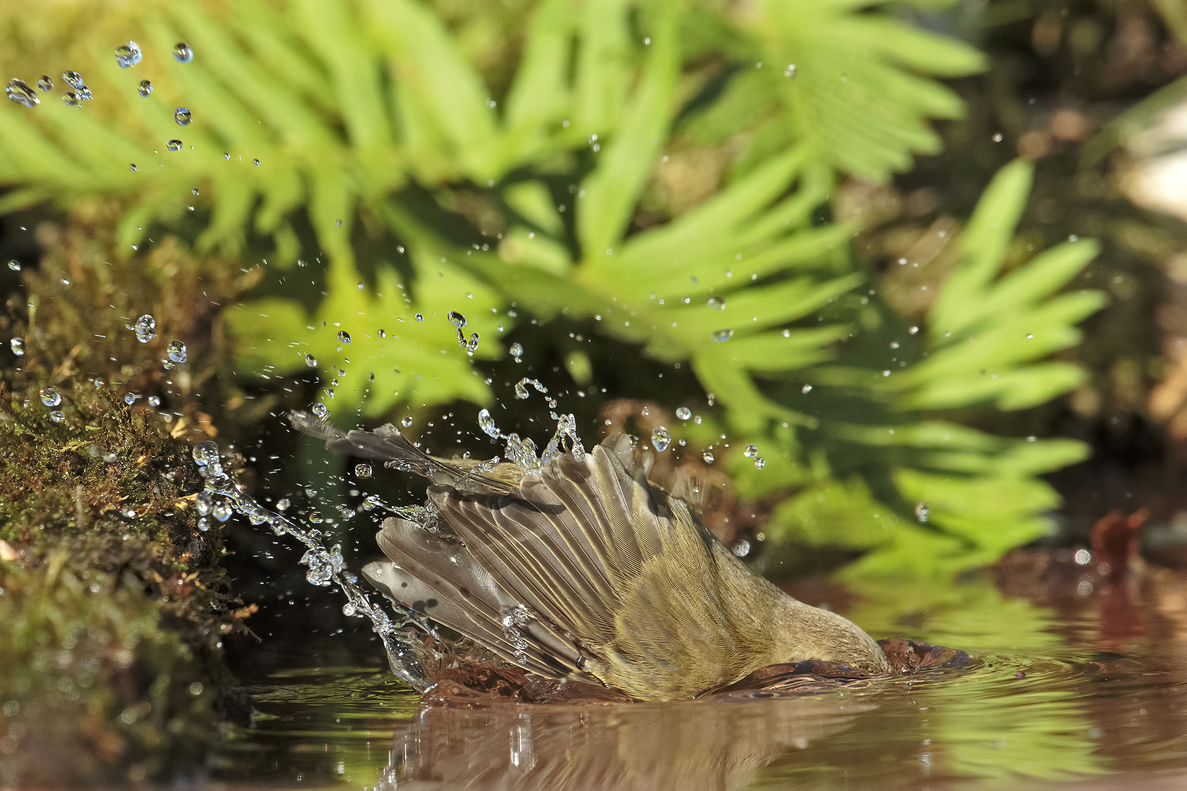 the bath of Small Warbler