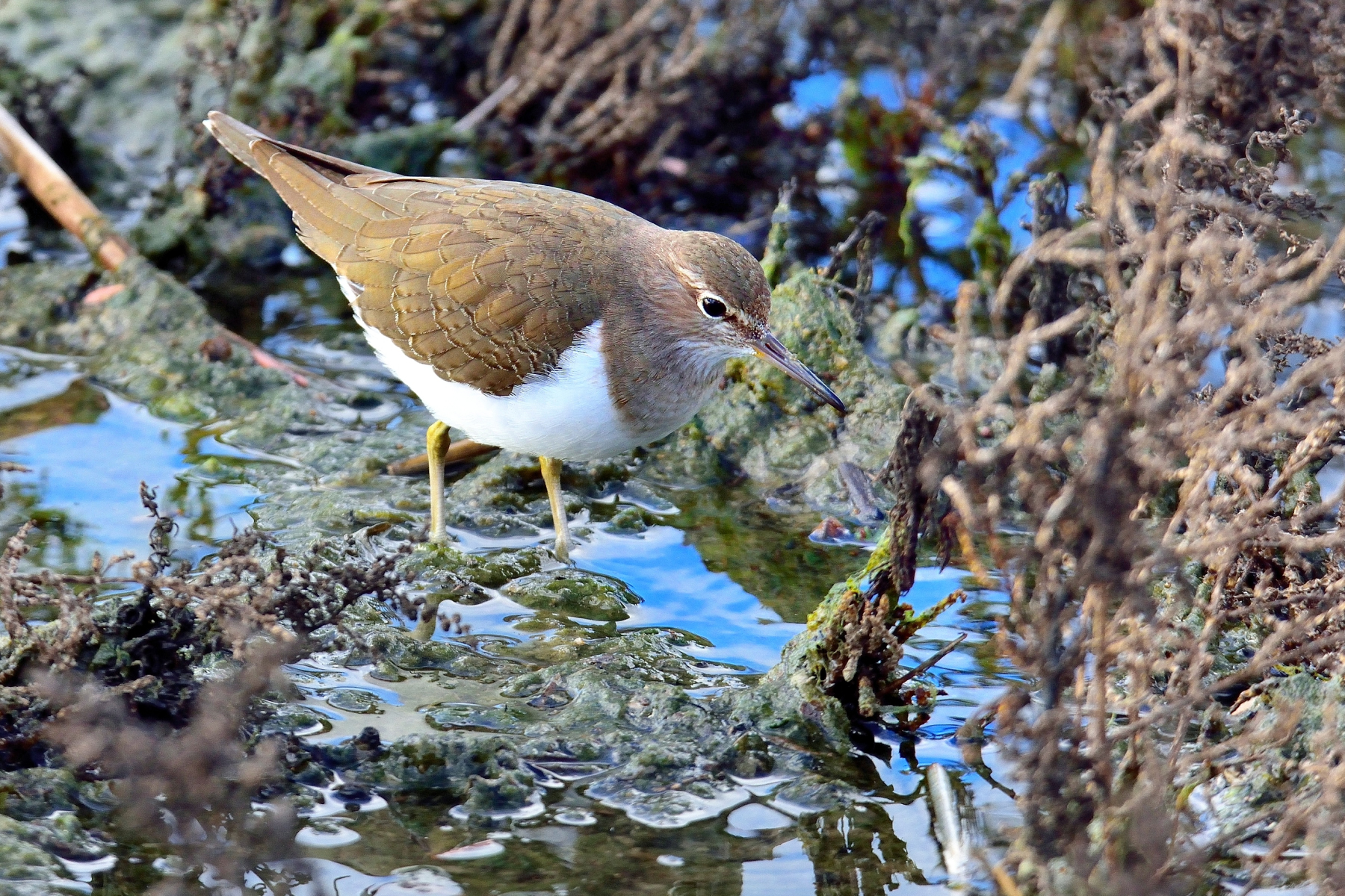 Common Sandpiper Sandpiper