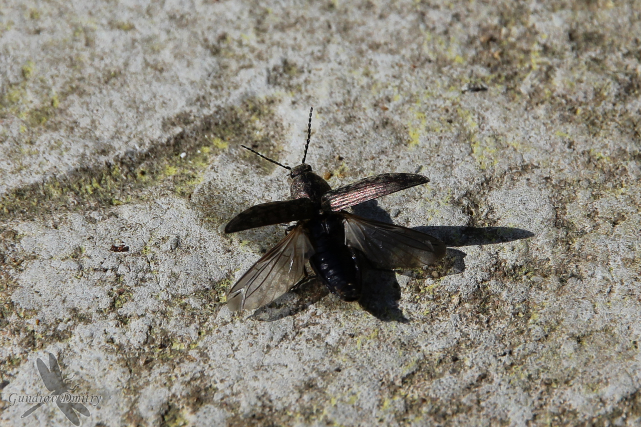 click beetle (Elateridae)