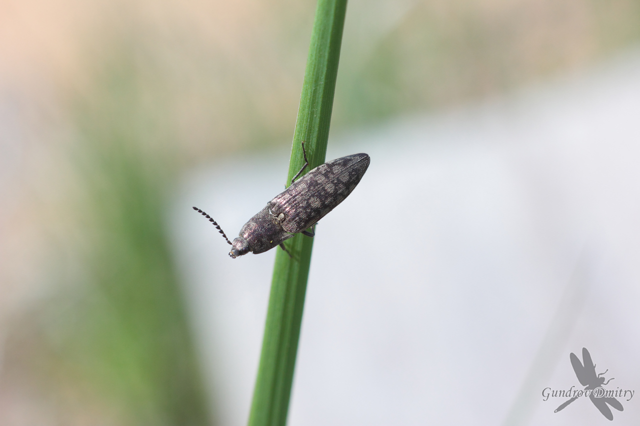 click beetle (Elateridae)