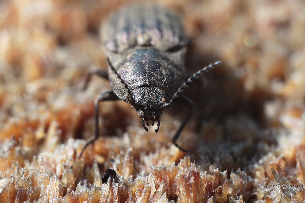 click beetle (Elateridae)