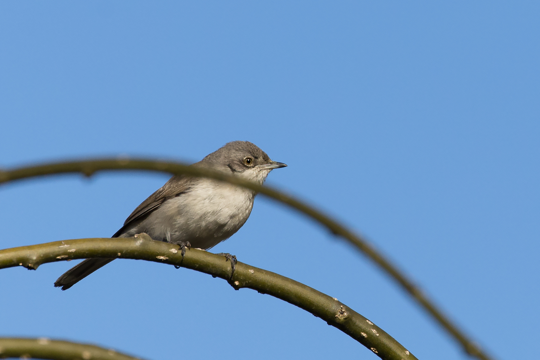 Whitethroat