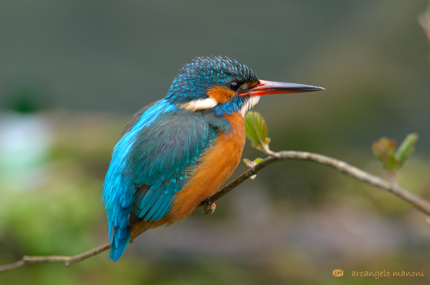 La mia amica martina