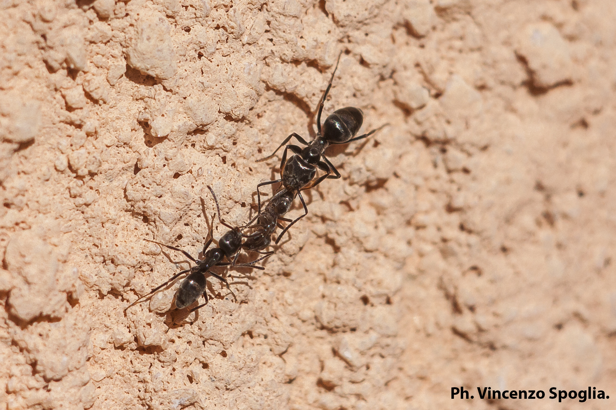 Ant ants rescued by 2