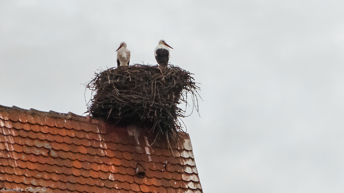 Storks