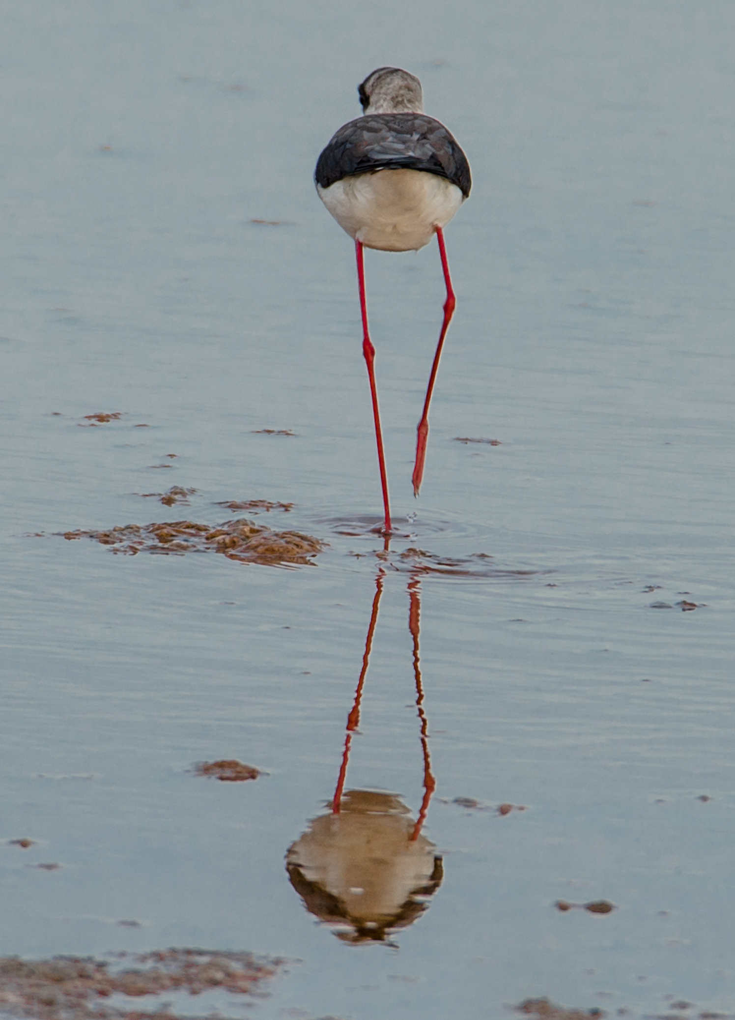 un cavaliere d'Italia