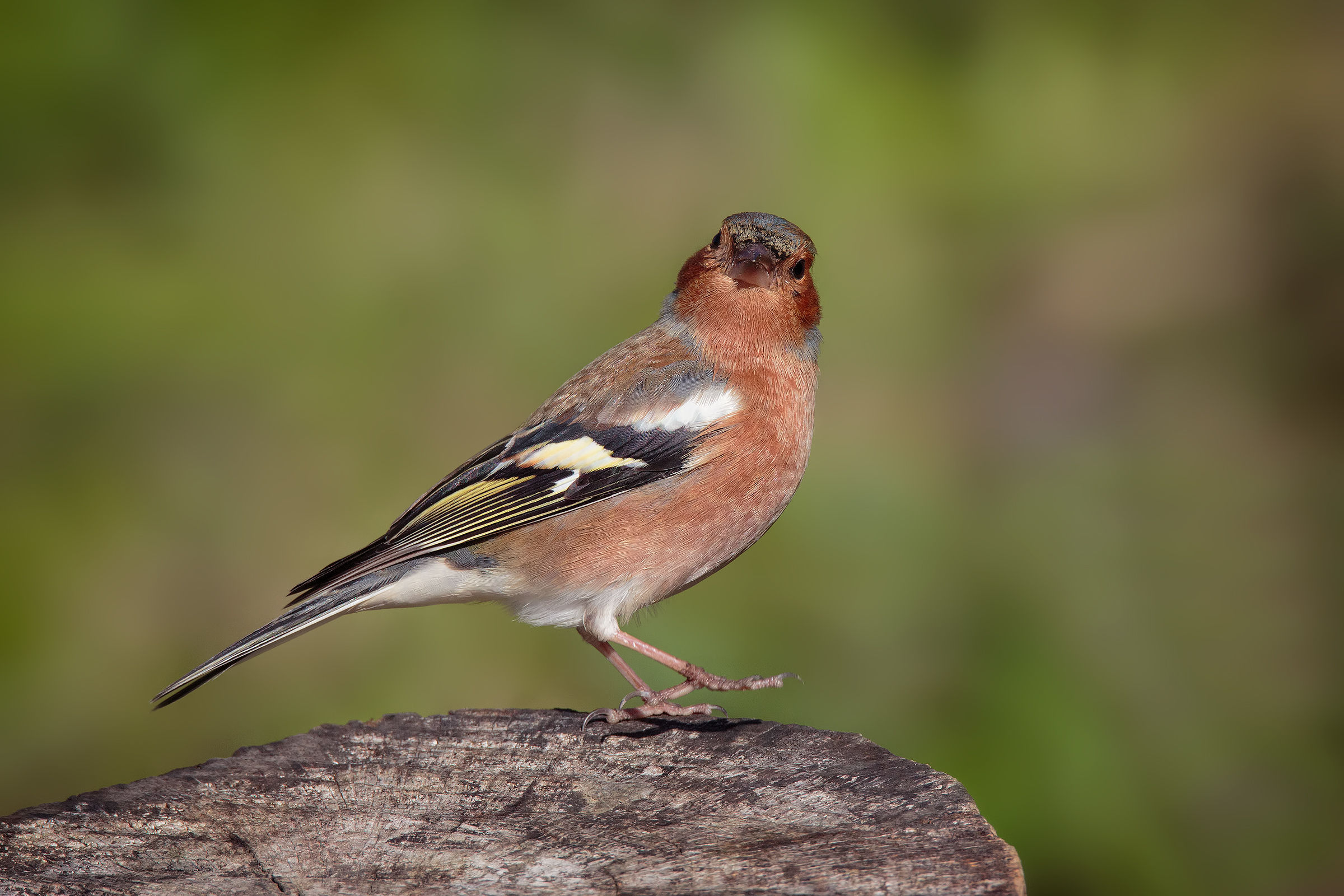The Chaffinch