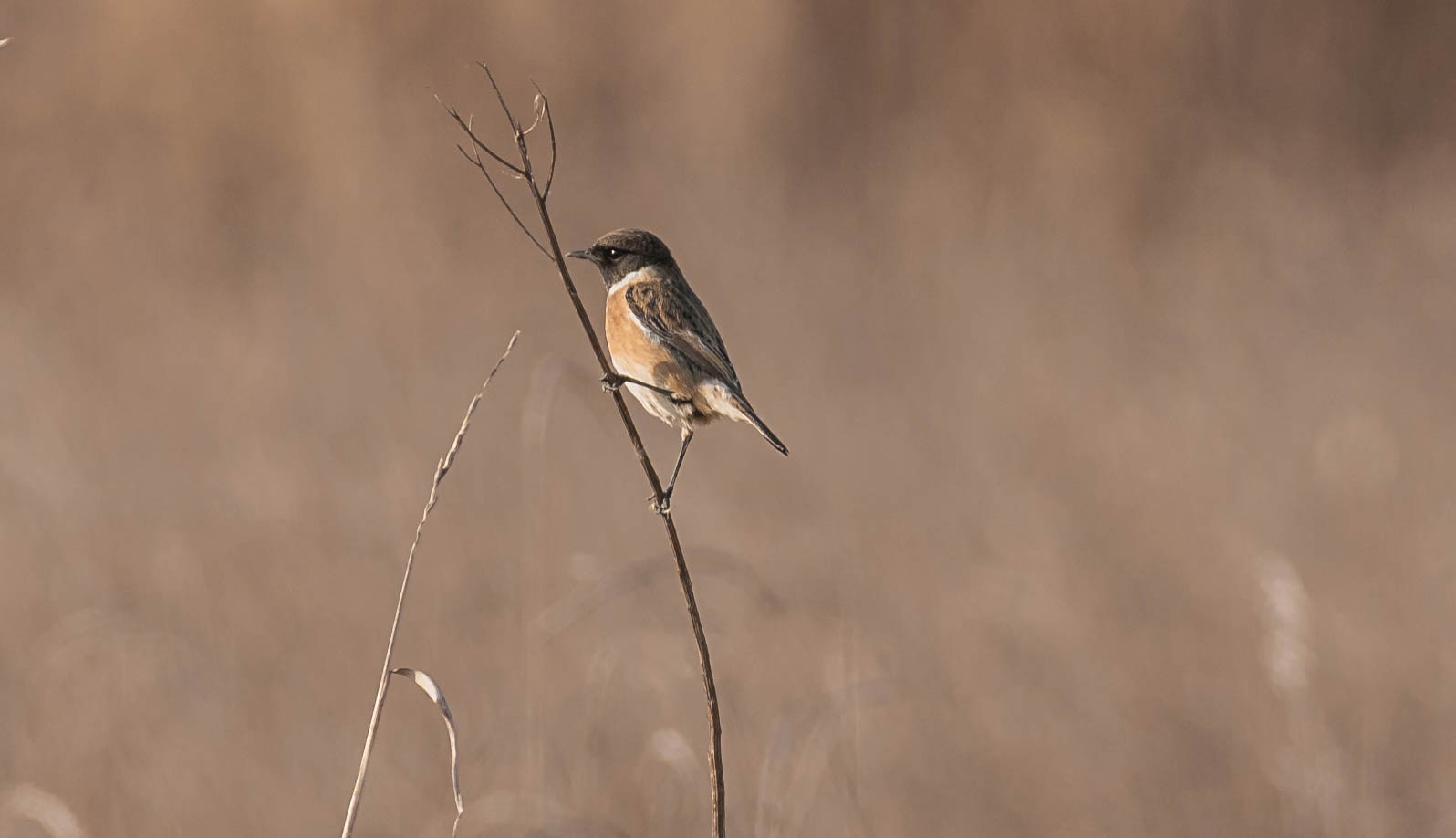 saltinvèta  (saltimpalo)