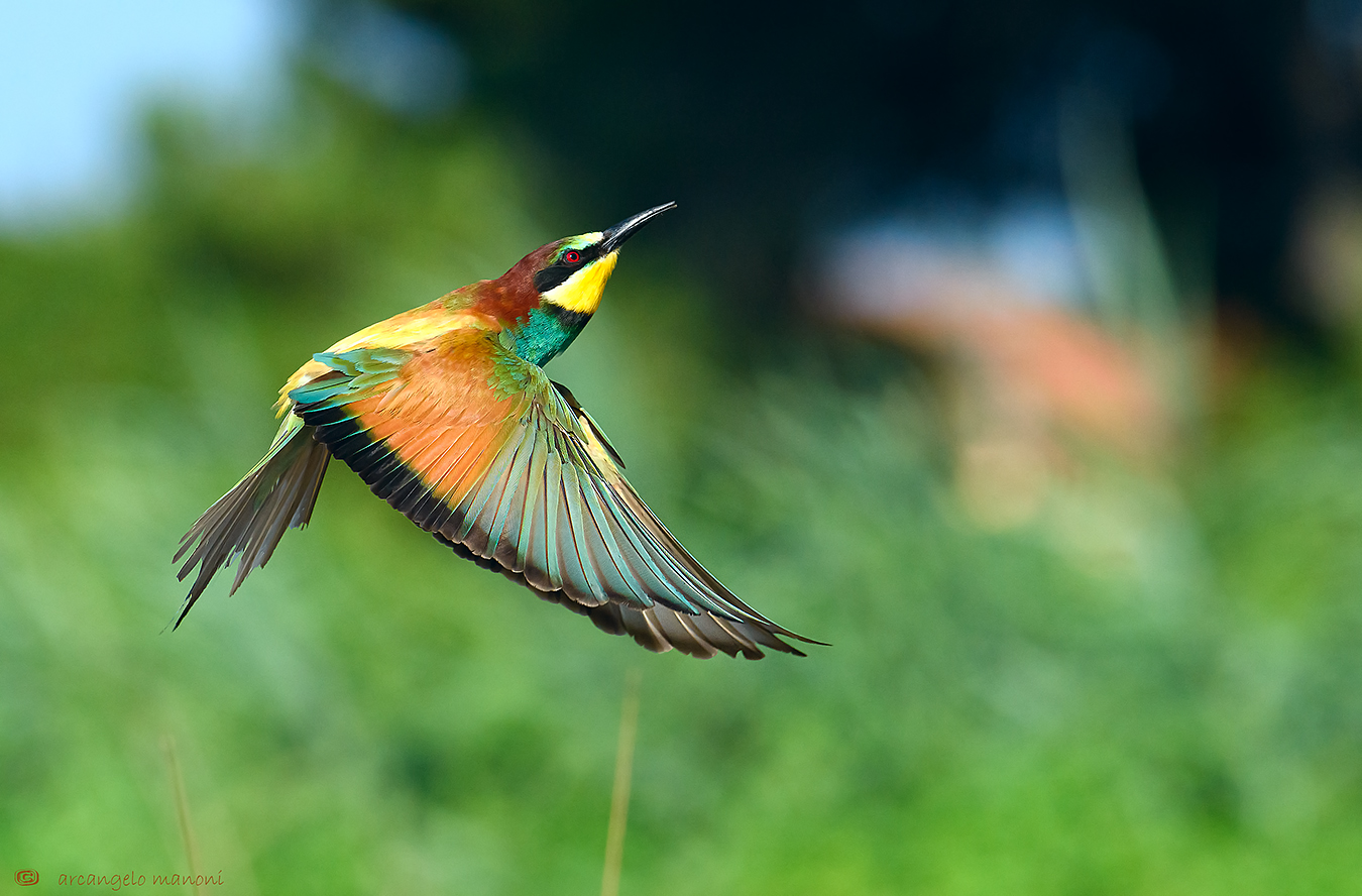 Volo d'addio (settembre 2015)