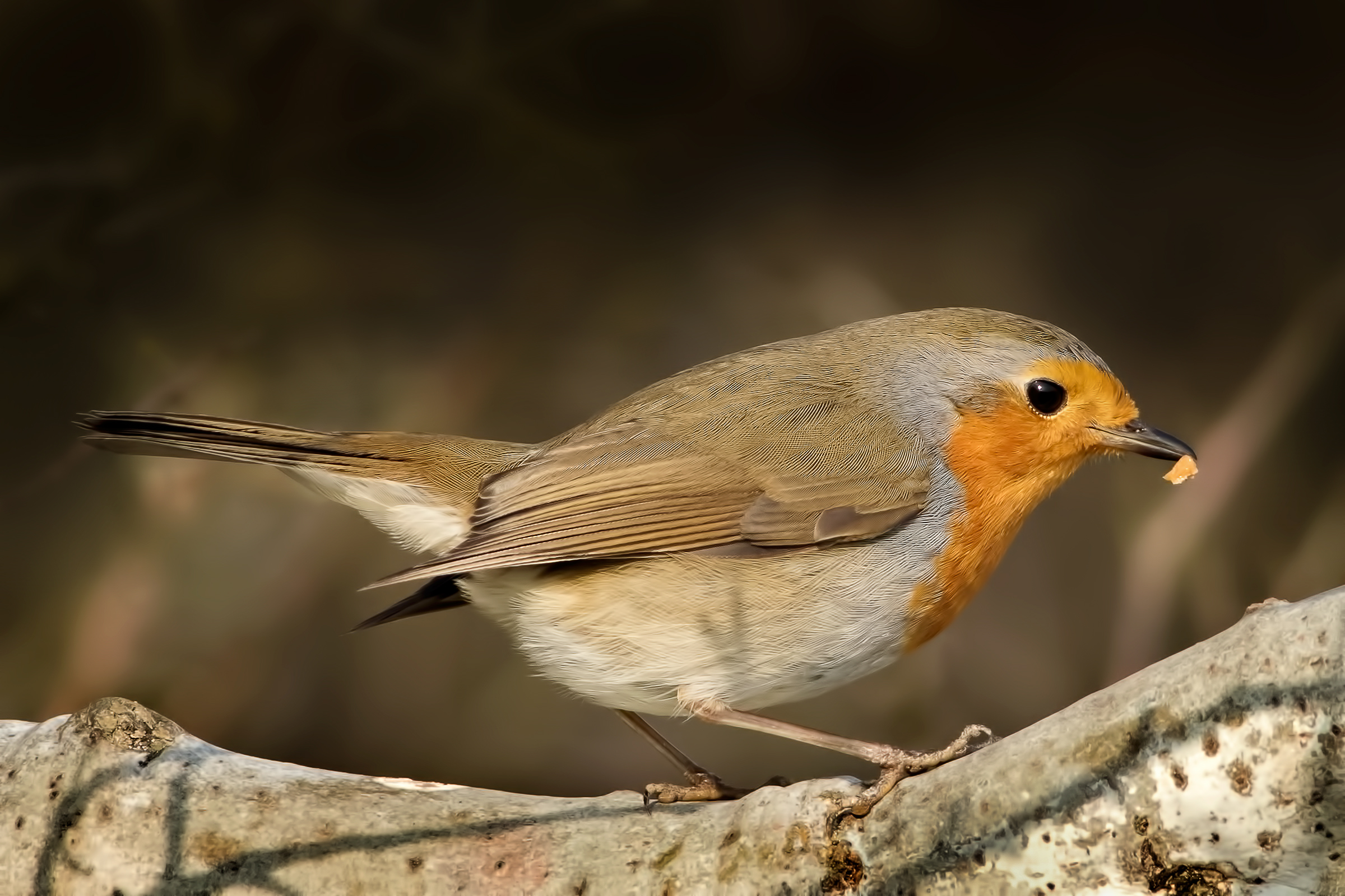 Pettirosso nel bosco