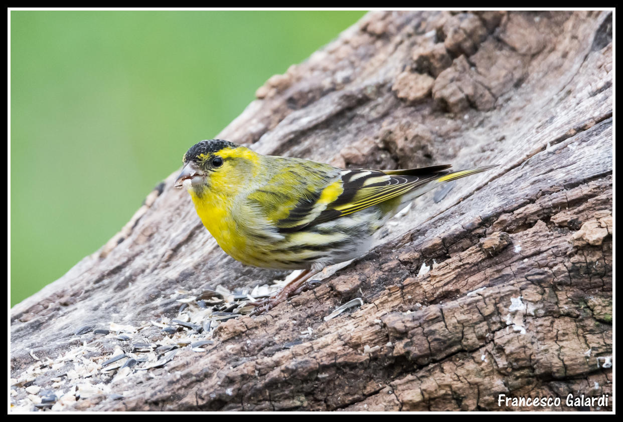 Siskin