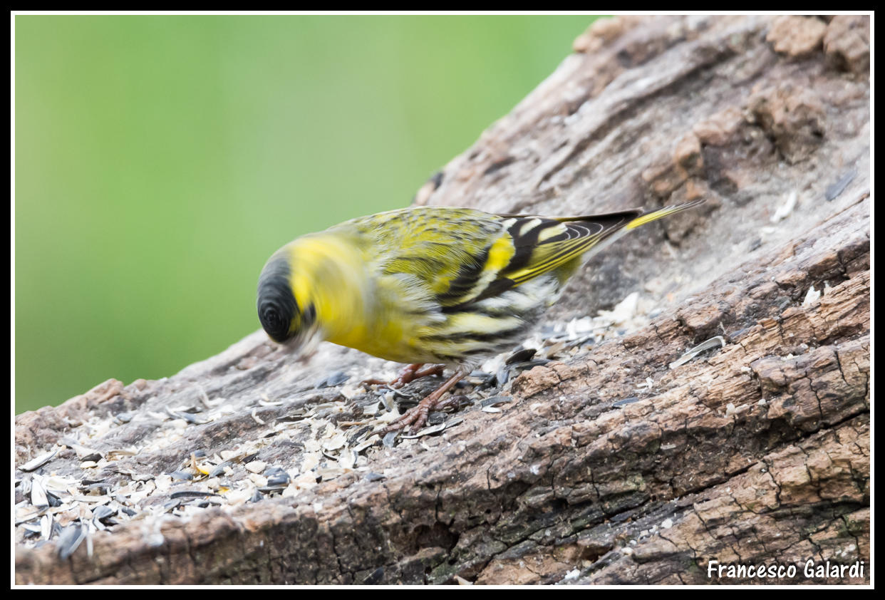 Siskin