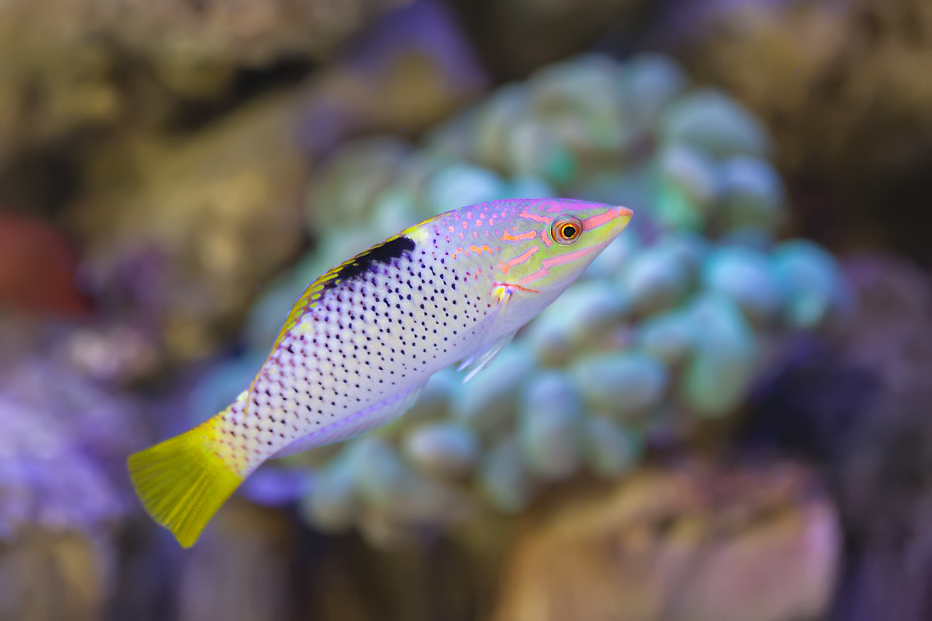Checkerboard Wrasse