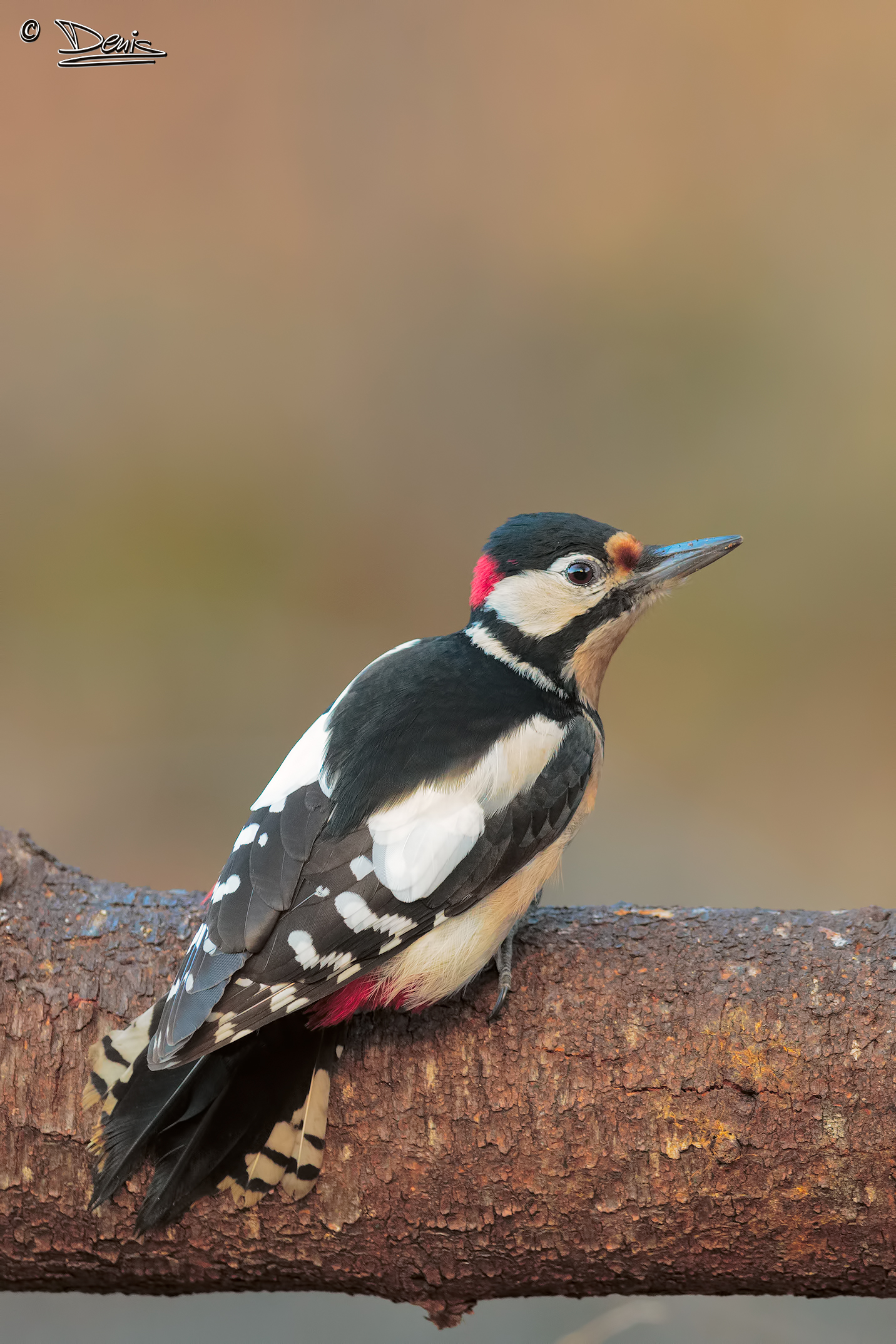 Spotted Woodpecker