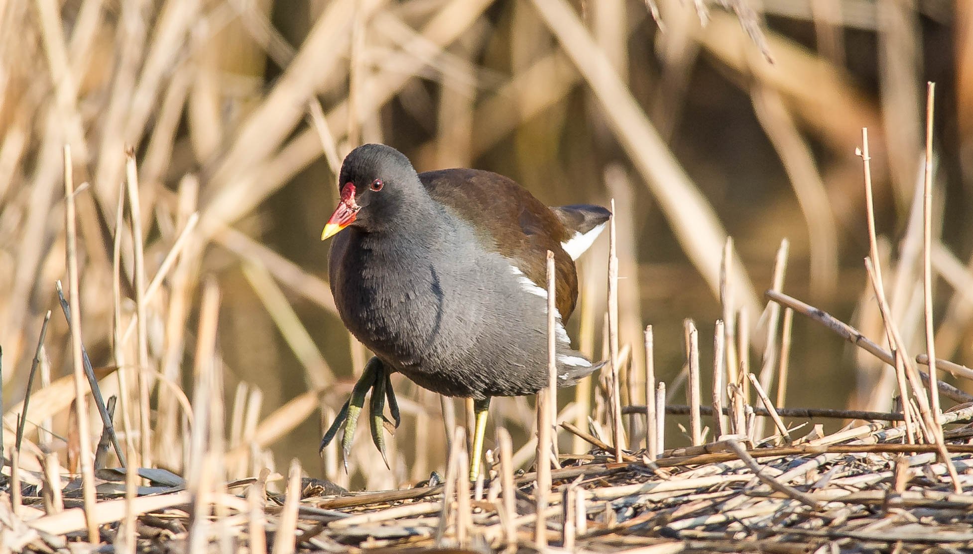 purzanòn (gallinella d'acqua)