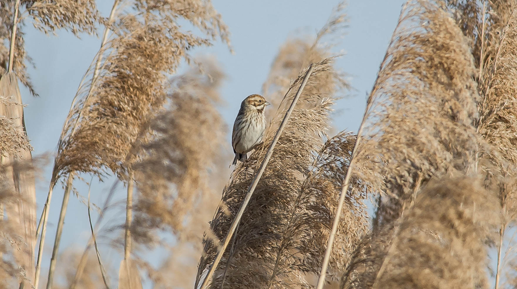 masatèn (migliarino di palude)