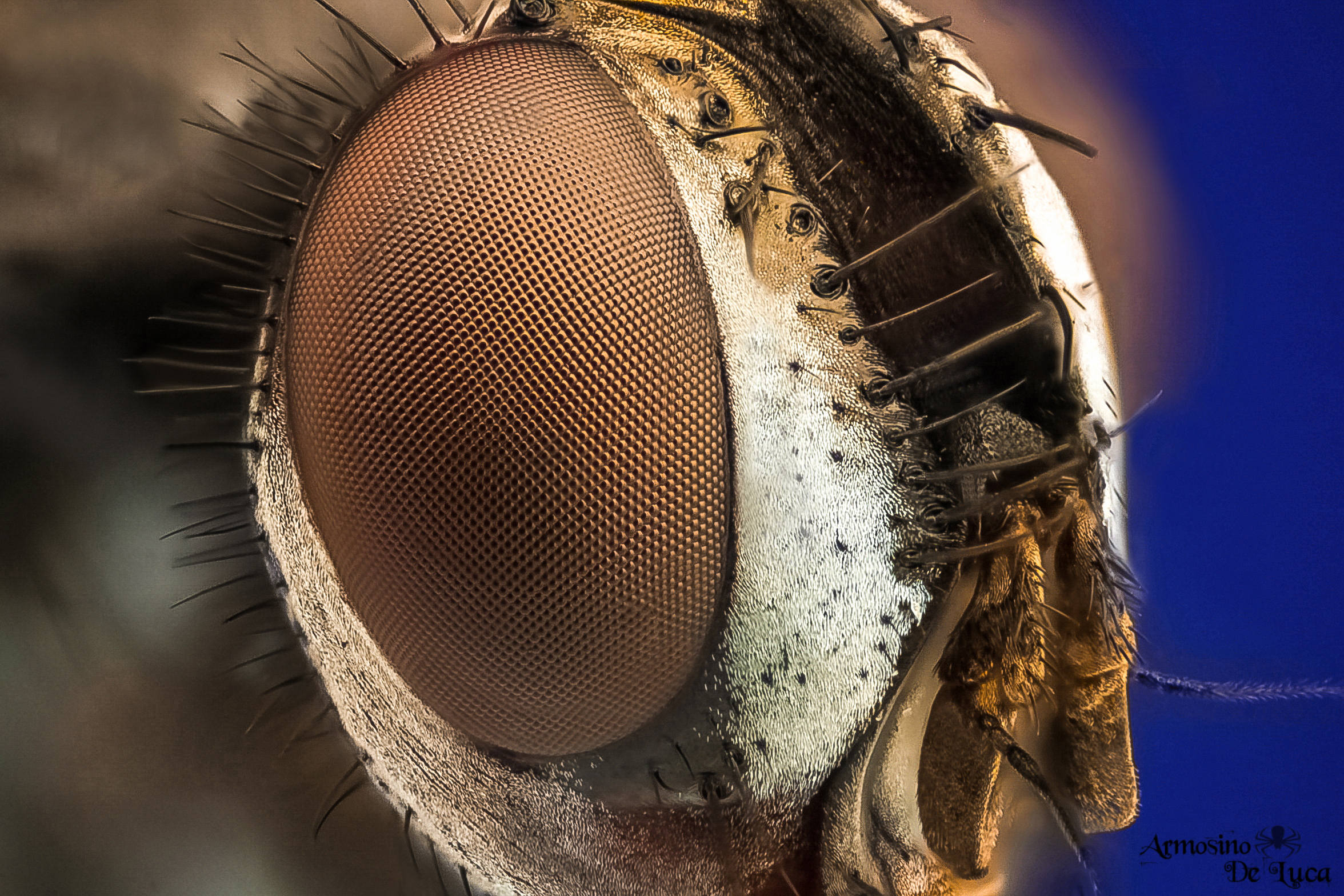 L'occhio di una mosca .