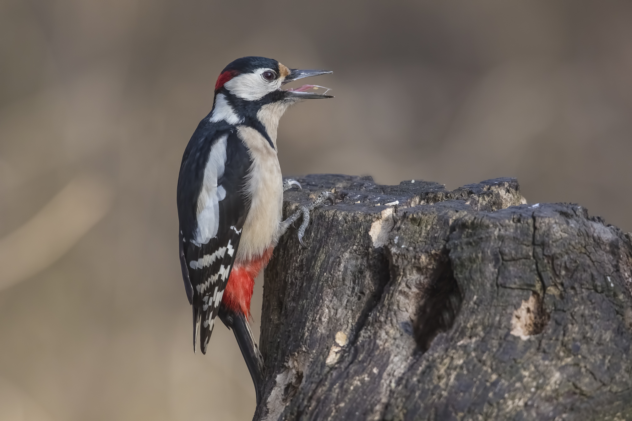 picchio rosso maggiore