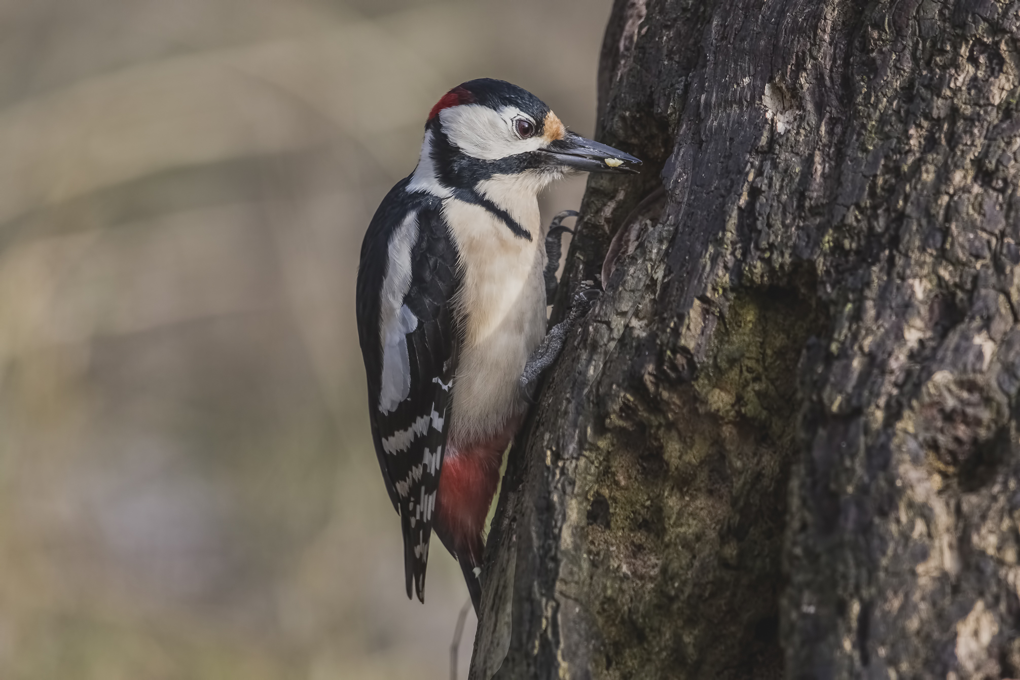 picchio rosso maggiore