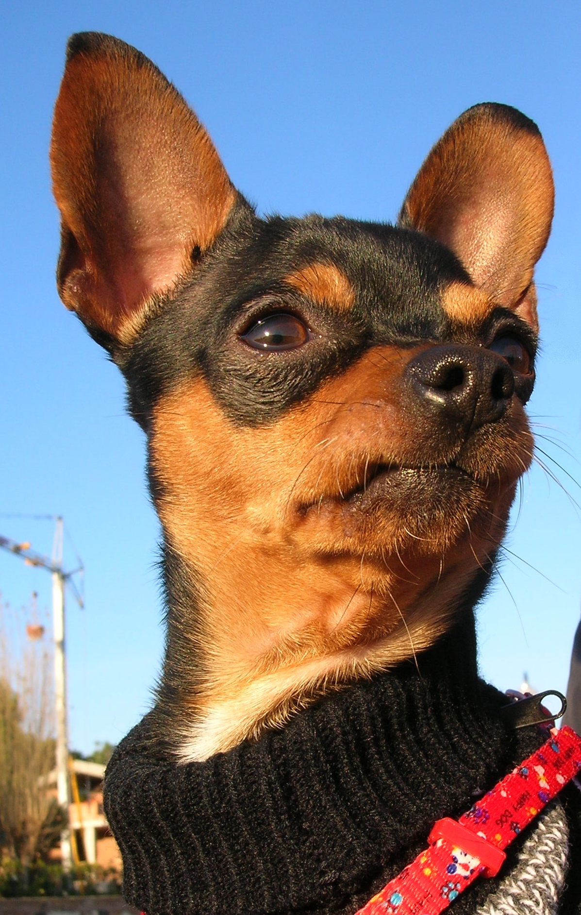 I'm in charge here !!!!