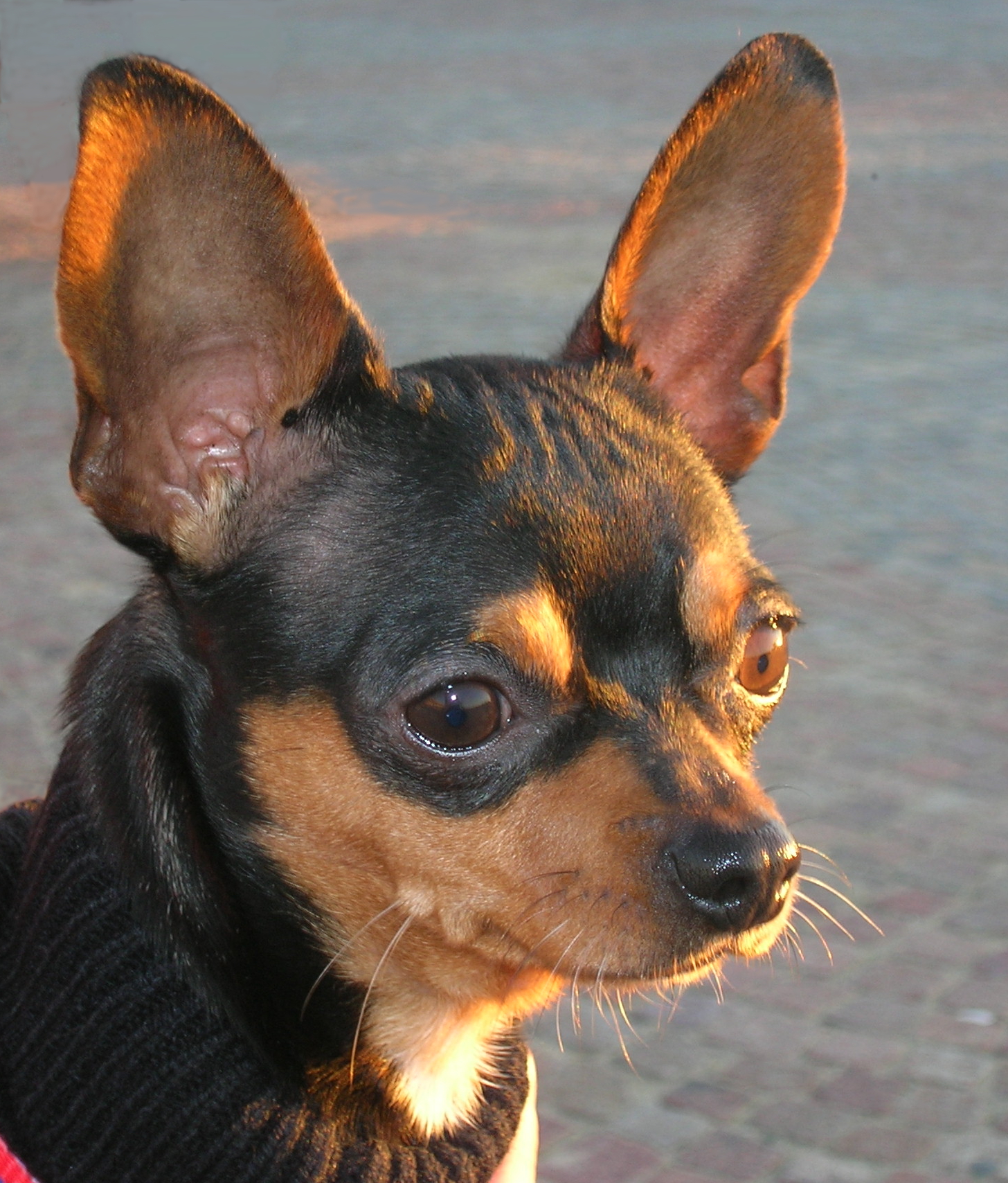 Diablo is my name, but I'm a little angel ........ !!