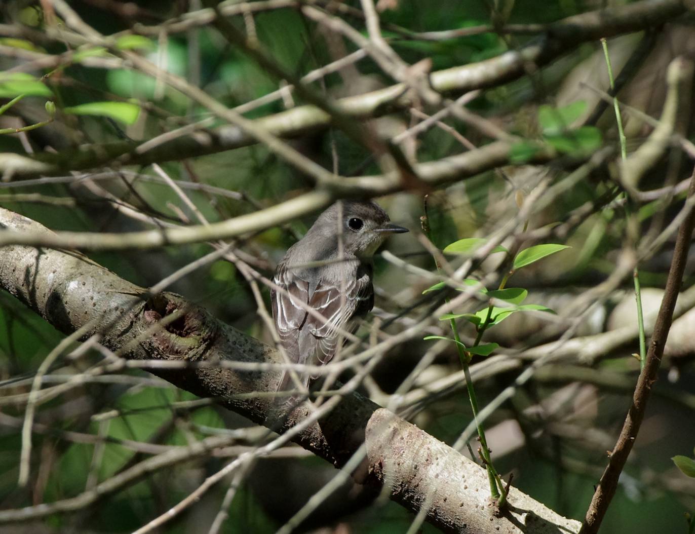 Asian Brown pigliamosche